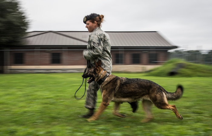 Staff Sgt. Angela Lowe, 628th Security Forces Squadron military working dog handler, leads MWD Hulk, a 3 – year-old German Shepherd assigned to the 628th Security Forces Squadron, through an obstacle course Sept. 24, 2014, at Joint Base Charleston. The obstacle courses are designed to train and prepare the MWD for the various challenges they will face at home or deployed. MWDs are trained to conduct multiple missions and training includes obedience skills, obstacle courses and other objectives depending on the dog’s specialized skill. (U.S. Air Force Photo / Senior Airman Dennis Sloan)