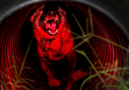 Military Working Dog Hulk, a 3 – year-old German Shepherd assigned to the 628th Security Forces Squadron, completes an obstacle course Sept. 24, 2014, at Joint Base Charleston, S.C. The obstacle courses are designed to train and prepare the MWD for the various challenges they will face at home or deployed. MWDs are trained to conduct multiple missions and training includes obedience skills, obstacle courses and other objectives depending on the dog’s specialized skill. (U.S. Air Force Photo / Senior Airman Dennis Sloan)