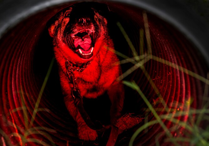 Military Working Dog Hulk, a 3 – year-old German Shepherd assigned to the 628th Security Forces Squadron, completes an obstacle course Sept. 24, 2014, at Joint Base Charleston, S.C. The obstacle courses are designed to train and prepare the MWD for the various challenges they will face at home or deployed. MWDs are trained to conduct multiple missions and training includes obedience skills, obstacle courses and other objectives depending on the dog’s specialized skill. (U.S. Air Force Photo / Senior Airman Dennis Sloan)