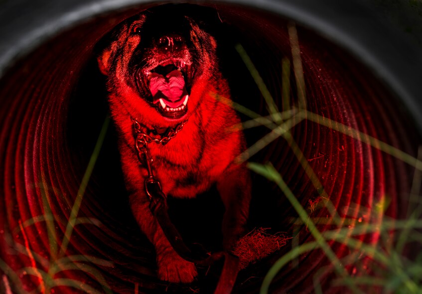 Military Working Dog Hulk, a 3 – year-old German Shepherd assigned to the 628th Security Forces Squadron, completes an obstacle course Sept. 24, 2014, at Joint Base Charleston, South Carolina. The obstacle courses are designed to train and prepare the MWD for the various challenges they will face at home or deployed. MWDs are trained to conduct multiple missions and training includes obedience skills, obstacle courses and other objectives depending on the dog’s specialized skill. (U.S. Air Force photo/Senior Airman Dennis Sloan) 

