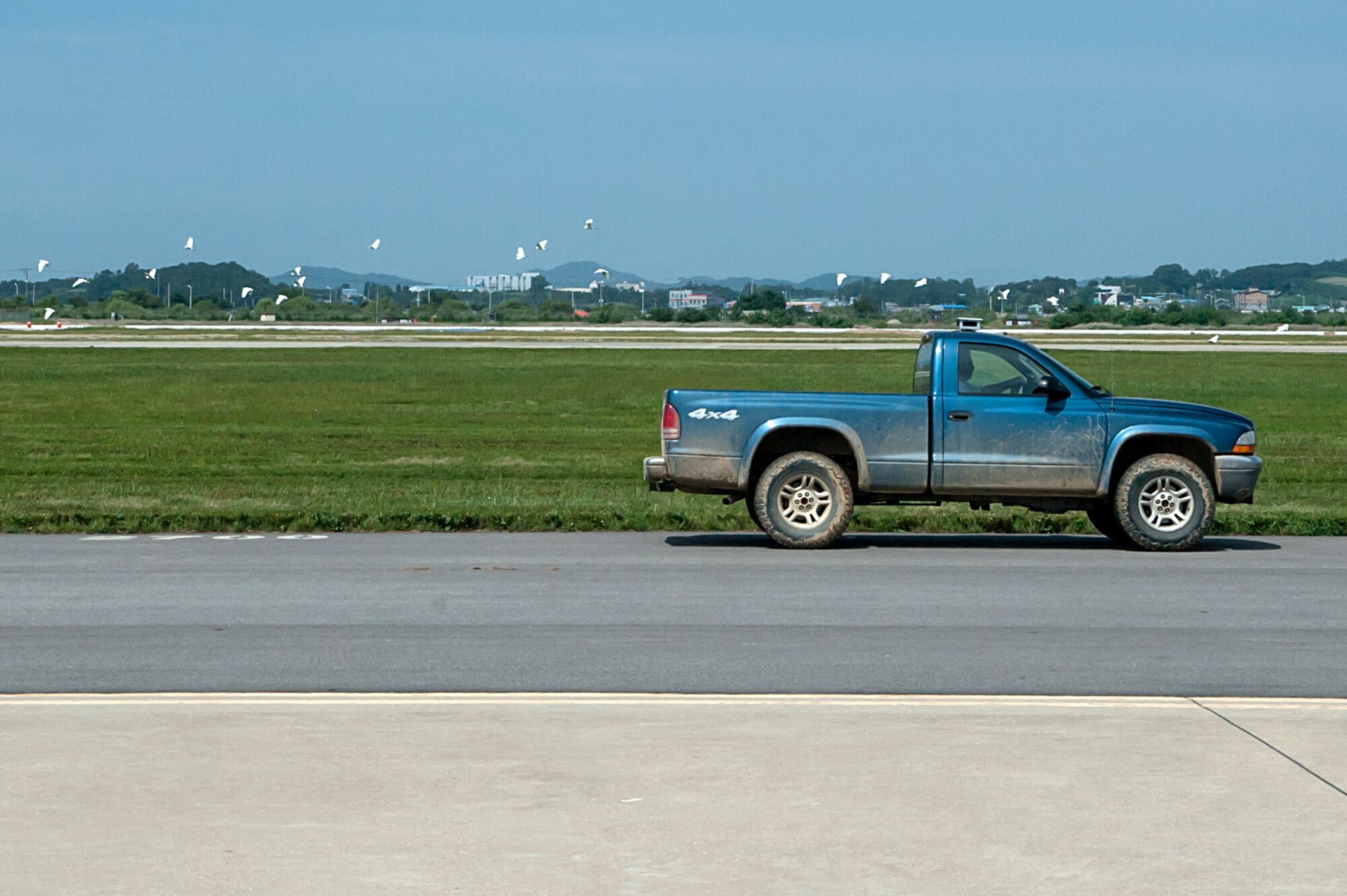 Michael Rosen, 51st Fighter Wing Bird Aircraft Strike Hazard program superintendent, scares birds away with his truck at Osan Air Base, Republic of Korea, Sept. 9, 2014. Ronen's uses a siren on his truck to scared the birds away from the flightline. (U.S. Air Force photo by Senior Airman Matthew Lancaster)