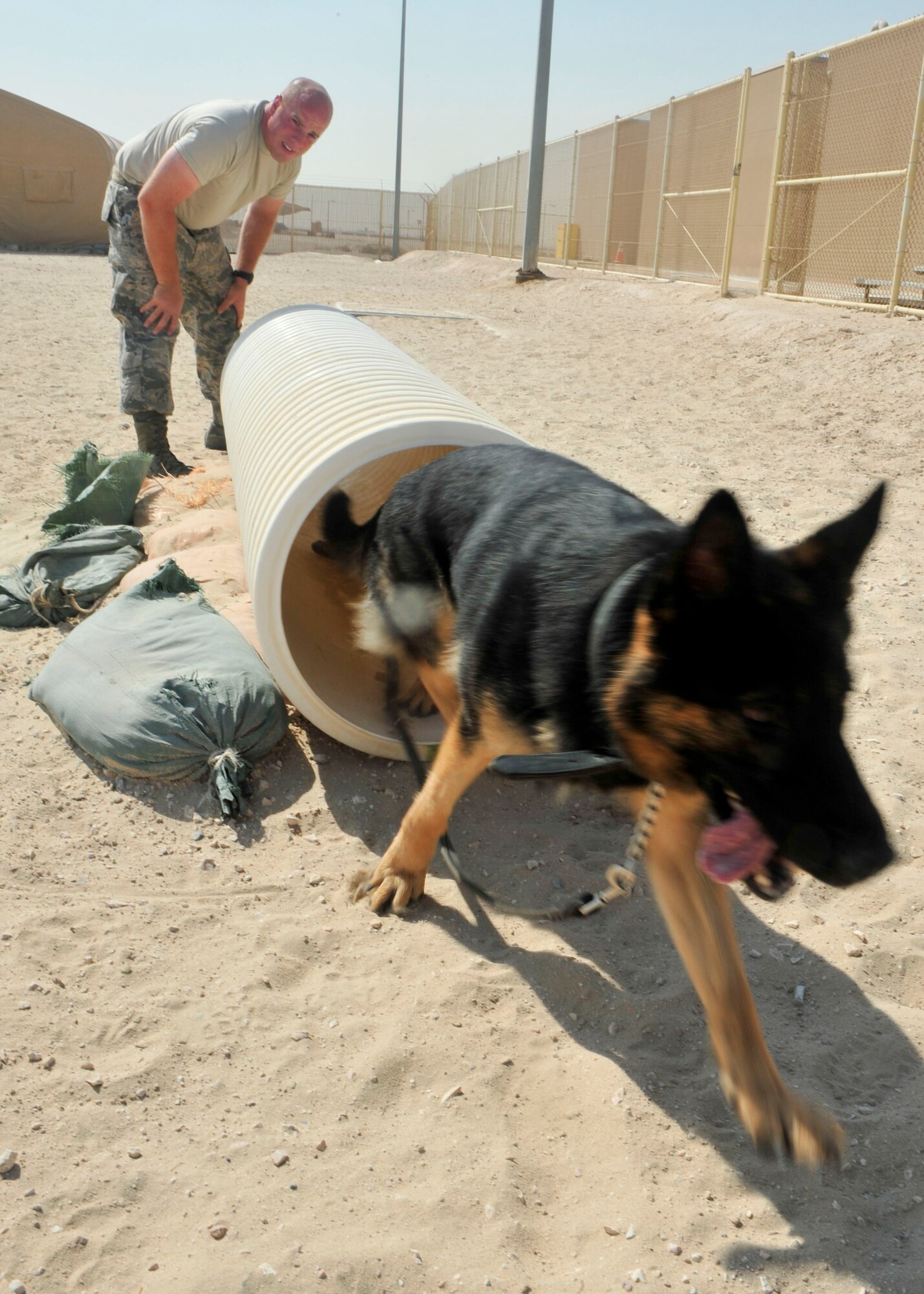 Military working dog, Renato, runs through a tunnel under the instruction of U.S. Air Force Tech. Sgt. Sean Schwartz, 379th Security Forces Squadron K-9 handler at Al Udeid Air Base, Qatar, Sept. 24, 2014. Military working dogs continuously train even in deployed locations, to maintain standards with all their movements. (U.S. Air Force photo by Senior Airman Colin Cates)