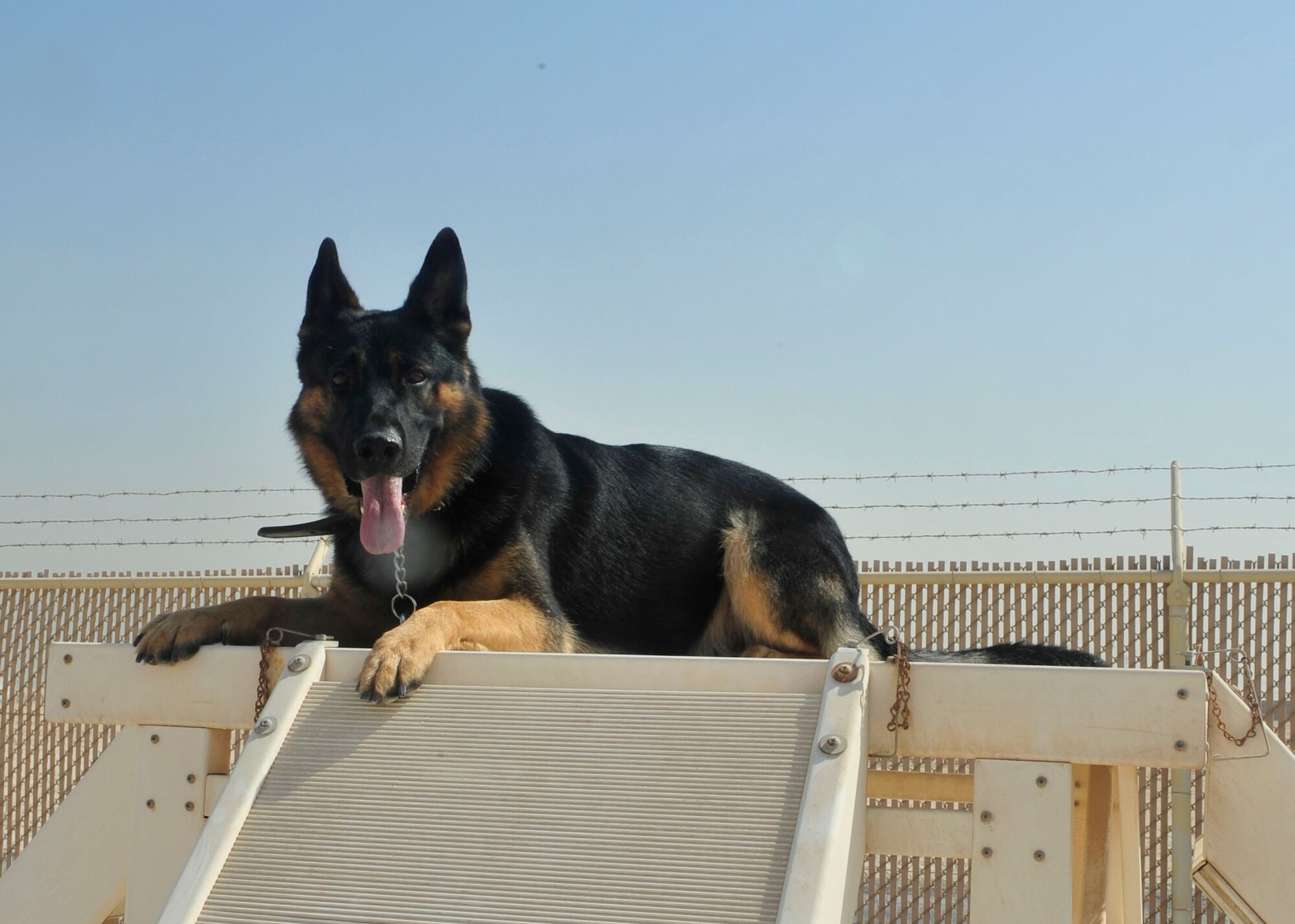 Renato a 3-year-old military working dog with the 379th Expeditionary Security Forces Squadron, takes a break from decoy training at Al Udeid Air Base, Qatar, Sept. 24, 2014. MWDs are used throughout the military to detect explosive devices and illegal narcotics and assist during patrol on military installations worldwide. (U.S. Air Force photo by Senior Airman Colin Cates)