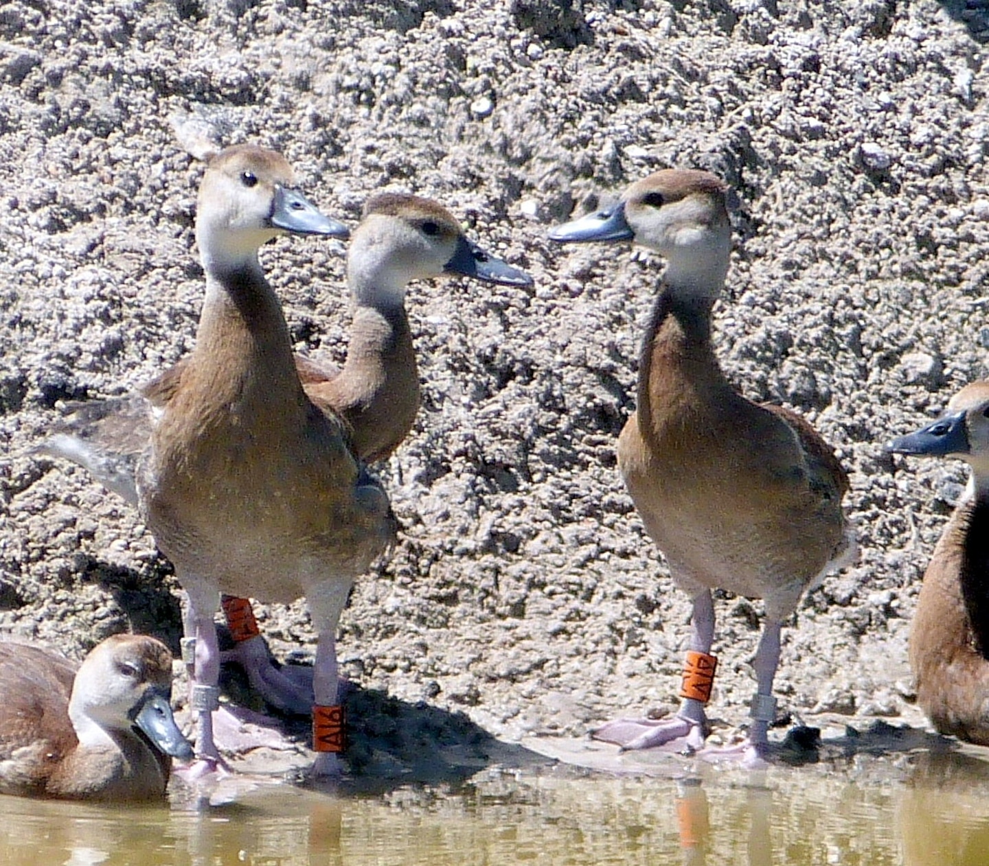 Three newly banded black-bellied whistling ducklings are spotted at another pond at 3-D. 