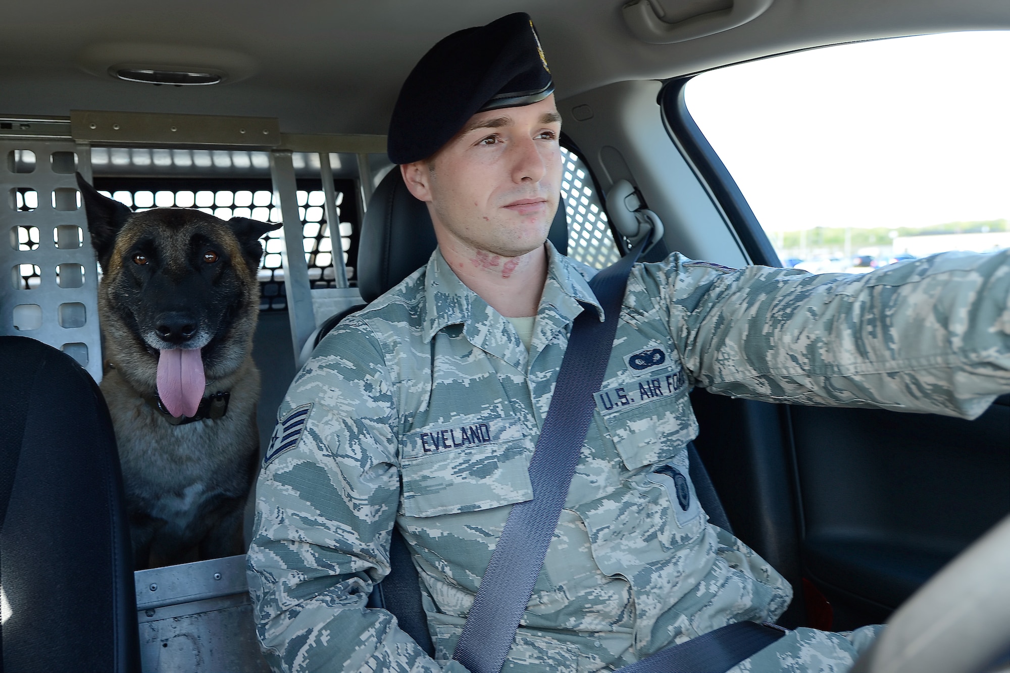???Cuervo???, 436th Security Forces Squadron military working dog, sticks his head out from the back seat of a sedan as Staff Sgt. Craig Eveland, 436 SFS military working dog handler, conducts a patrol along Perimeter Road Sept. 17, 2014, at Dover Air Force Base, Del. ???Cuervo??? is trained to detect explosives and drugs as well as subduing and detaining subjects, if necessary. (U.S. Air Force photo/Greg L. Davis)