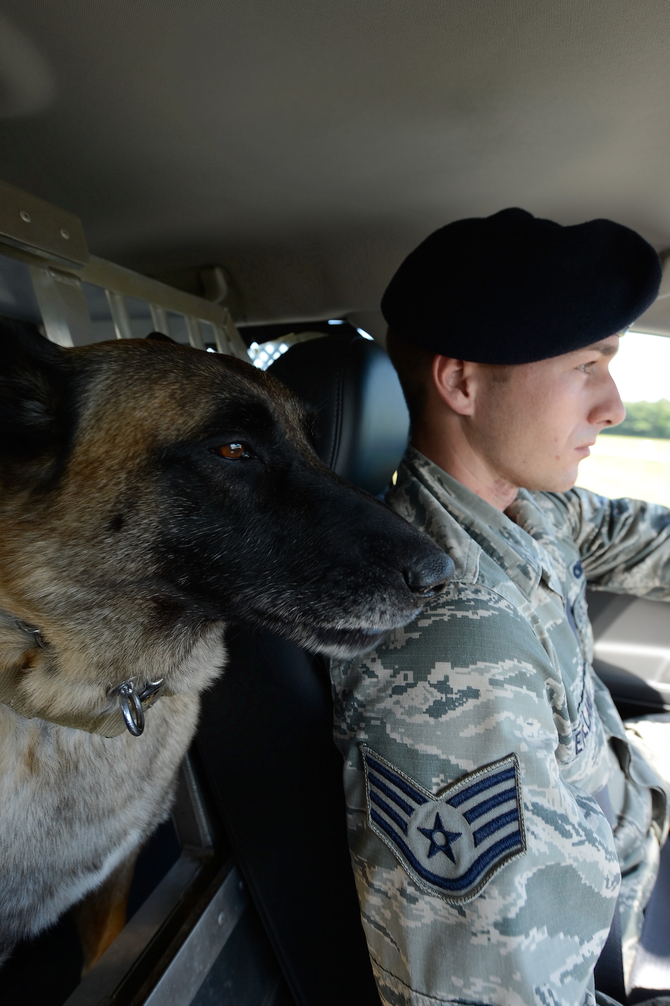???Cuervo???, 436th Security Forces Squadron military working dog, sticks his head out from the back seat of a sedan as Staff Sgt. Craig Eveland, 436 SFS military working dog handler, conducts a patrol along Perimeter Road Sept. 17, 2014, at Dover Air Force Base, Del. ???Cuervo??? is trained to detect explosives and drugs as well as subduing and detaining subjects, if necessary. (U.S. Air Force photo/Greg L. Davis)