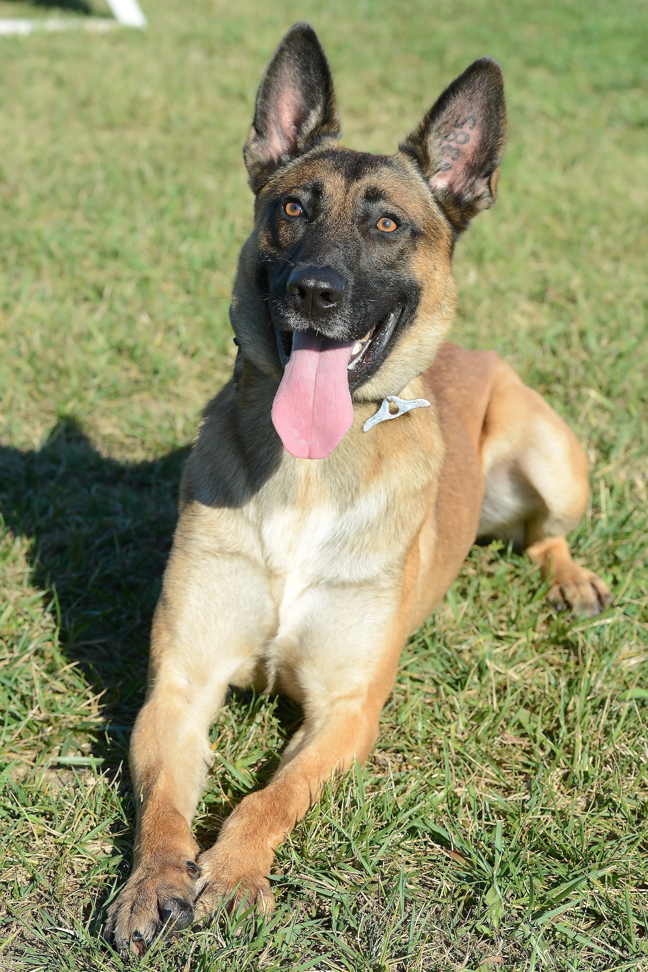 ???Johny???, 436th Security Forces Squadron military working dog, looks toward his handler Sept. 15, 2014, at Dover Air Force Base, Del. Simple obedience tasks are built upon to allow the dogs to perform at a high level over time. The 436th SFS is part of the 436th Airlift Wing with a world-wide mission deployable mission which often requires military working dogs.  (U.S. Air Force photo/Greg L. Davis)