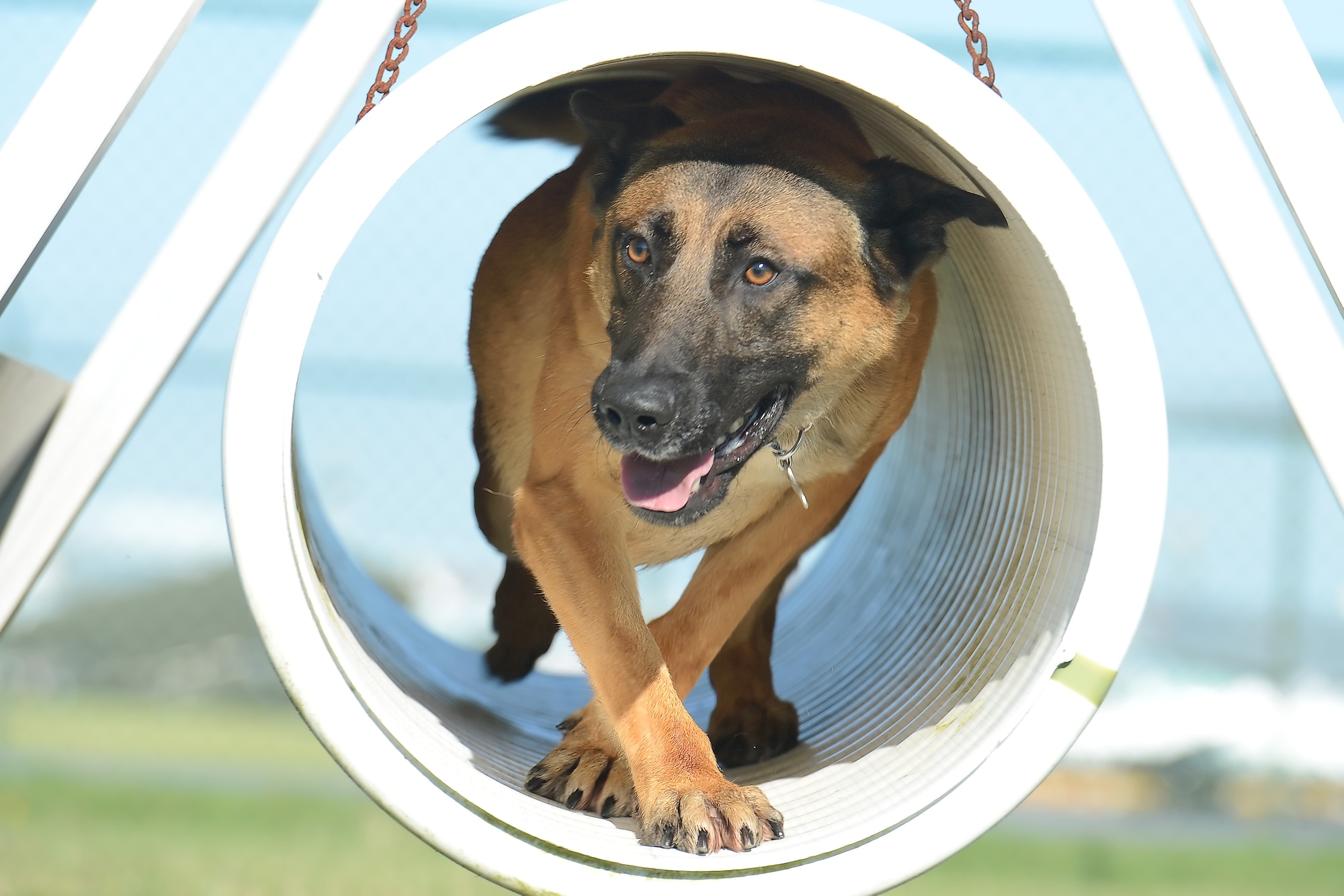 ???Johny,???, 436th Security Forces Squadron military working dog, looks sideways to re-establish contact with his handler, Senior Airman Ashley Beattie, (not visible) as he prepares to exit a swinging pipe on the unit's obedience course Sept. 15, 2014, at Dover Air Force Base, Del. The dogs move quickly through the pipe from a semi-crouched position  upon the command of the handler while doing the obedience and training course here. (U.S. Air Force photo/Greg L. Davis)