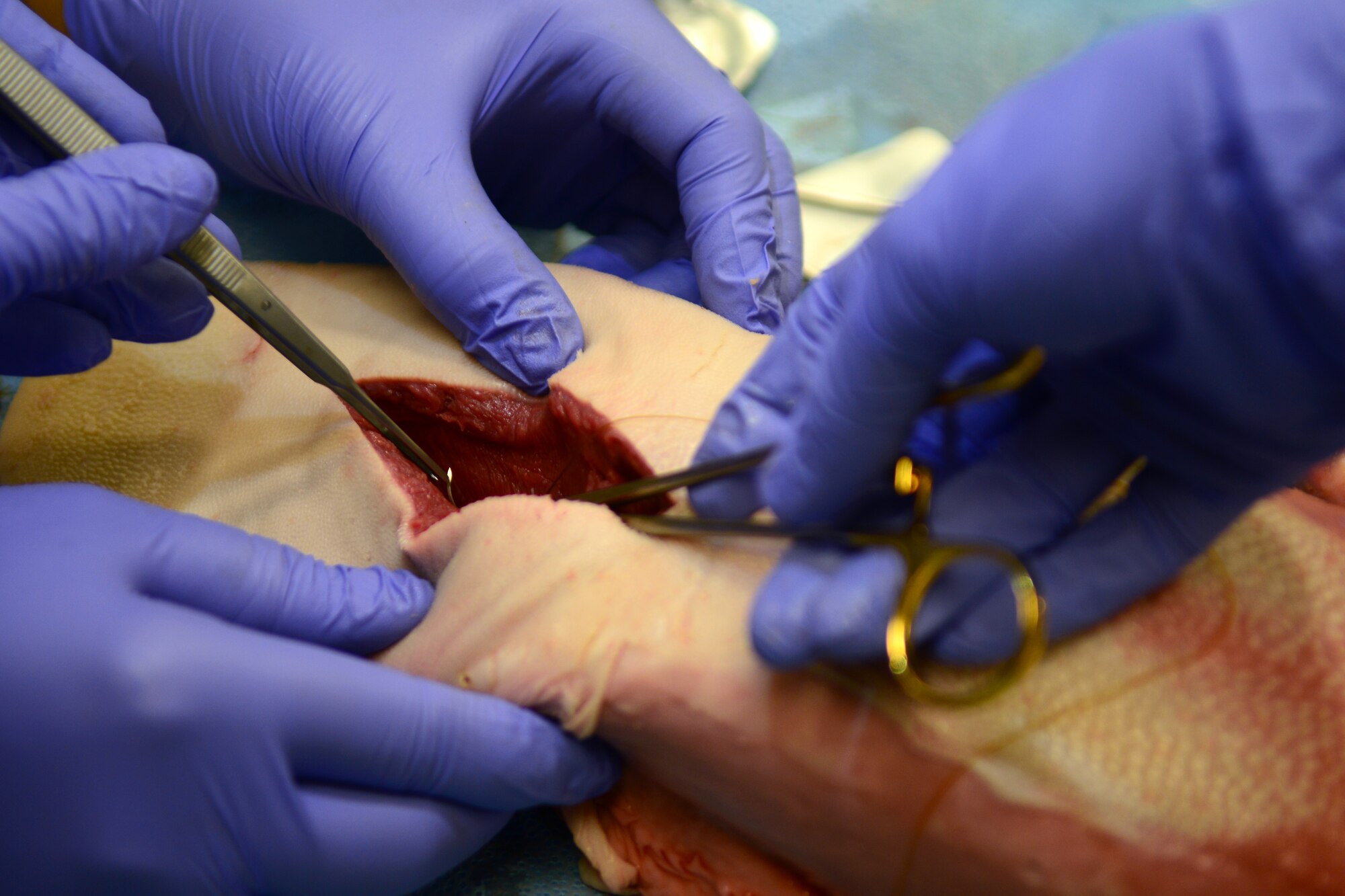 U.S. Air Force Maj. Melissa Fisher, 633rd Dental Squadron maxillofacial surgeon, performs a vertical mattress suture on a cow tongue in the USAF Hospital Langley dental clinic at Langley Air Force Base, Va., Sep. 25, 2014. The dental residents learned the vertical mattress suture, which typically allows for a more even scar to form. (U.S. Air Force photo by Airman 1st Class Devin Scott Michaels)