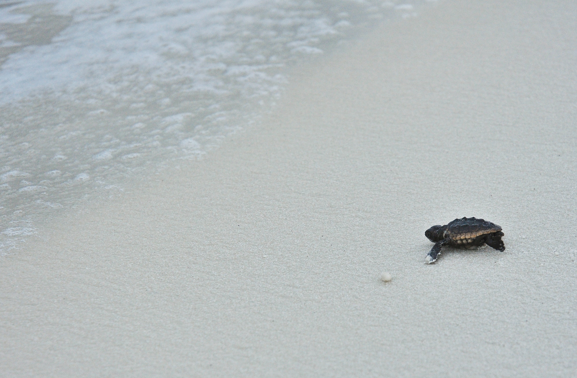 A loggerhead sea turtle hatchling walks toward the Gulf of Mexico from Eglin’s beach on Santa Rosa Island Range Sept. 27.  Loggerhead sea turtles are one of the threatened and endangered sea turtle species that nest on Eglin’s beaches.  During daily patrols in the six-month season, volunteers ride all-terrain vehicles along Eglin’s beaches searching for signs of sea turtle activity. Eglin’s Sea Turtle Patrol Program finds and safeguards threatened and endangered sea turtle nests on the base’s Santa Rosa Island Range during the vital nesting and hatching period, May to October.  The data collected is shared with the state of Florida’s sea turtle monitoring system.  (U.S. Air Force photo/Ilka Cole)