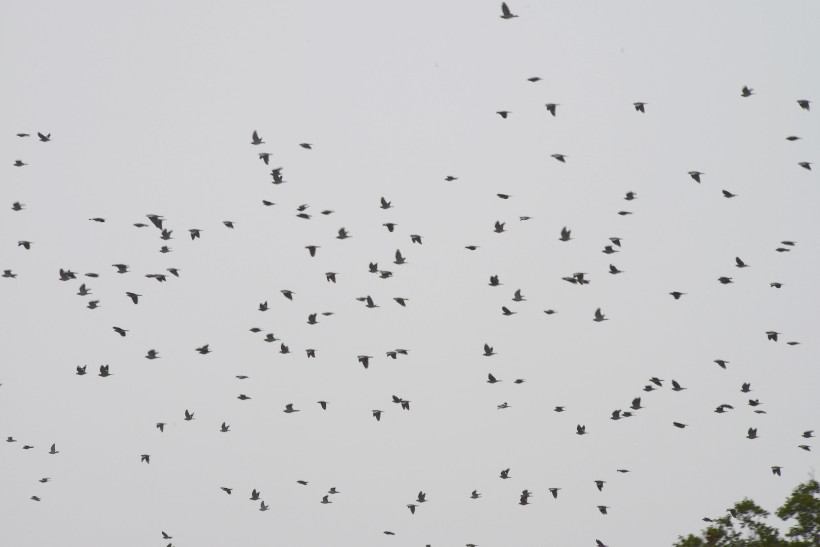 A flock of birds flies over Joint Base San Antonio-Randolph Sept. 19, 2014. Bird strikes on aircraft are a serious safety hazard. (U.S. Air Force photo by Joel Martinez)
