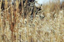 MOUNTAIN HOME AIR FORCE BASE, Idaho – An up close look at a field of invasive cheat grass on the ground at nearby Saylor Creek Bombing Range here, Sept. 17, 2014, The 910th Airlift Wing, based at Youngstown Air Reserve Station, Ohio, is home to the Department of Defense’s only large-area, fixed-wing aerial spray capability, conducted a mission to spray herbicide on invasive cheat grass as a means of fire prevention here, Sept. 15-26, 2014. U.S. Air Force photo by Tech. Sgt. Rick Lisum