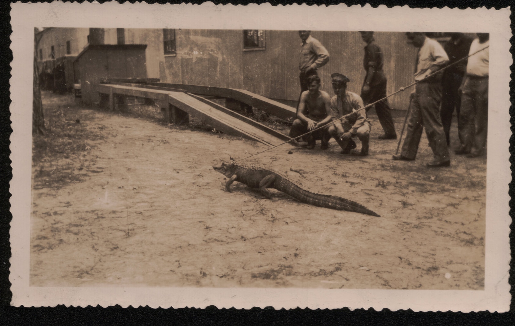 Alligator kept by World War II era Marines on Parris Island.
