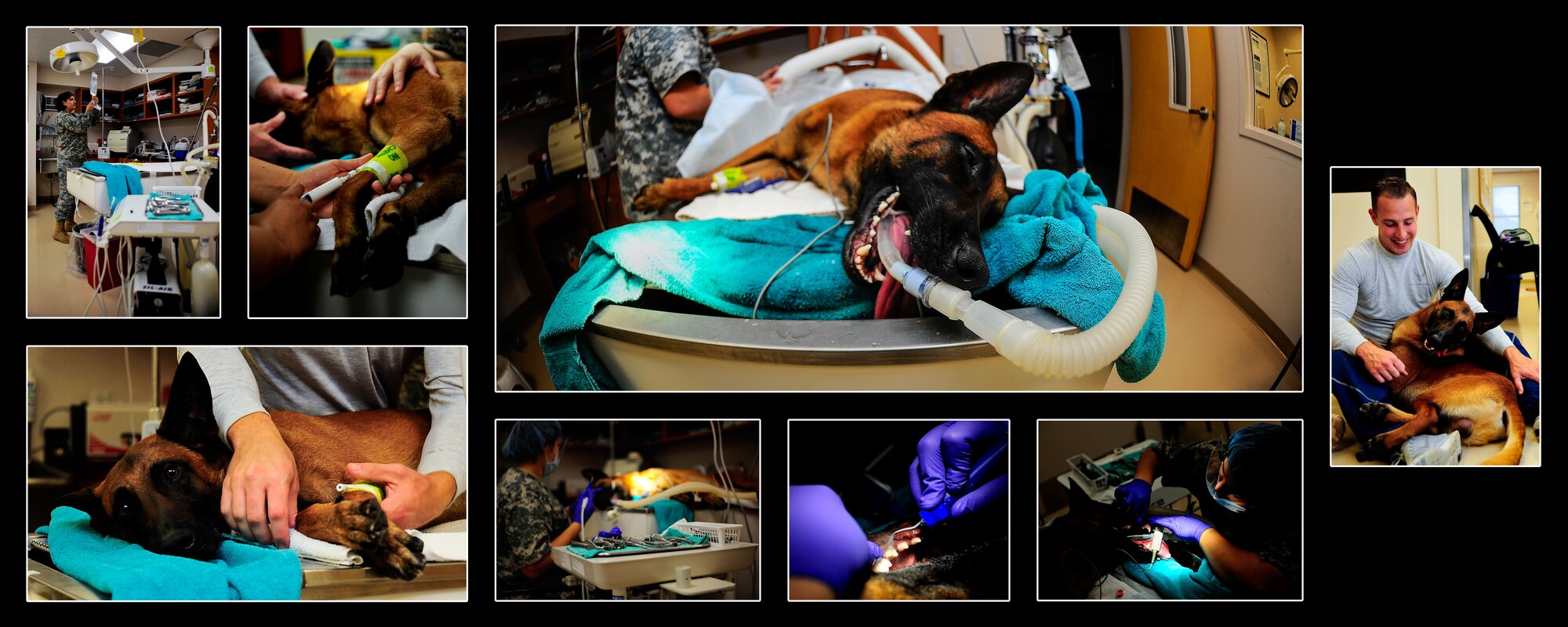 Military working dog Lleonard, 6th Security Forces Squadron, receives a routine dental cleaning. An annual dental cleaning helps prevent bad breath, as well as, life threating infections and issues that could lead to heart, liver and kidney disease. (U.S. Air Force photo layout by Senior Airman Melanie Bulow Gonterman/Released) 