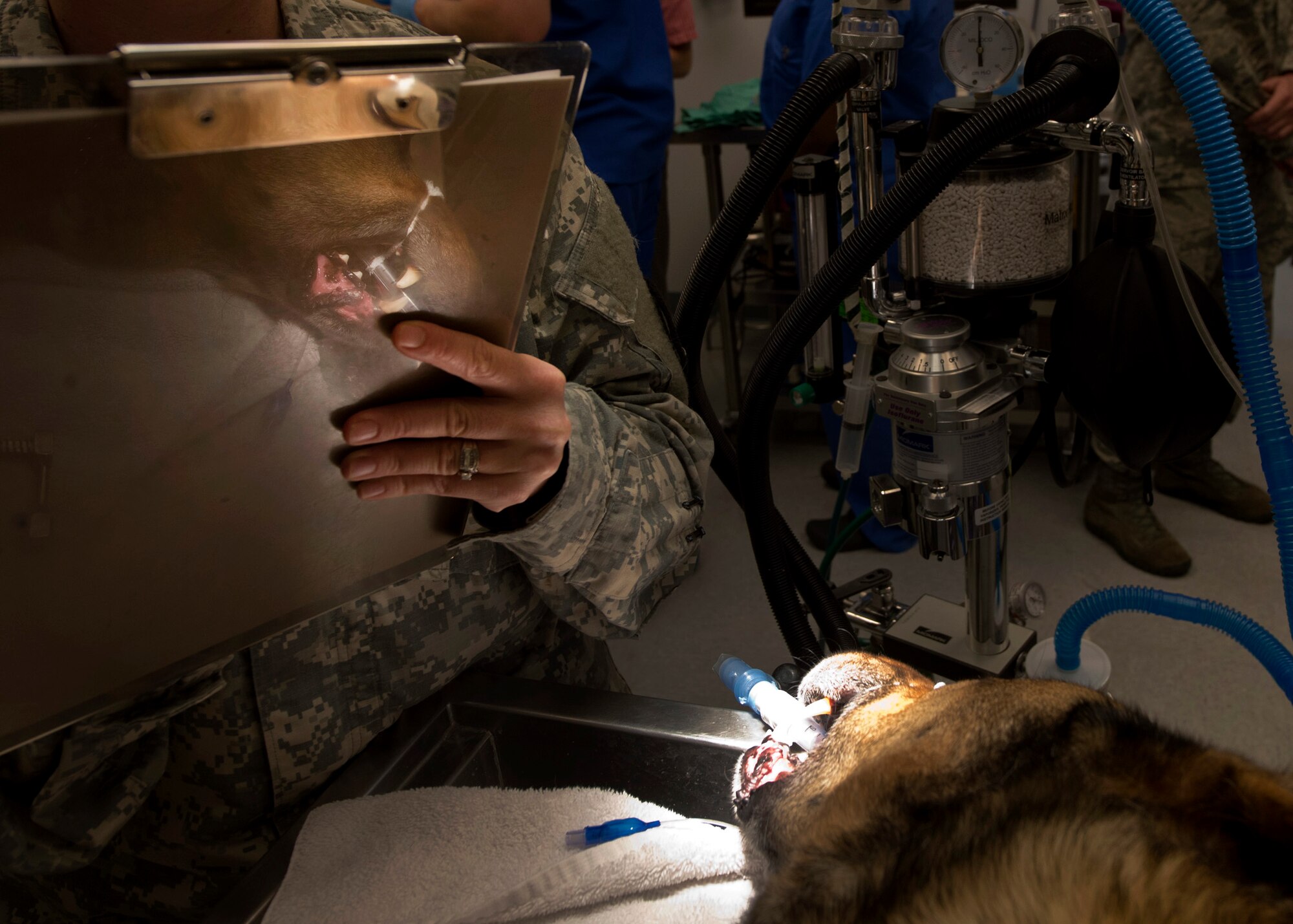 U.S. Army Sgt. Helen Loar, veterinarian technician, Ft. Polk, La., records Spike’s vital signs while he was sedated on Barksdale Air Force Base, La., March 25, 2015. Loar was accompanied by U.S. Army Spc. Paige Mueller, 50th Military Working Dog Detachment handler, Ft. Polk, La., to assist Spike in the event he received a root canal. (U.S. Army photo/Senior Airman Joseph A. Pagán Jr.)