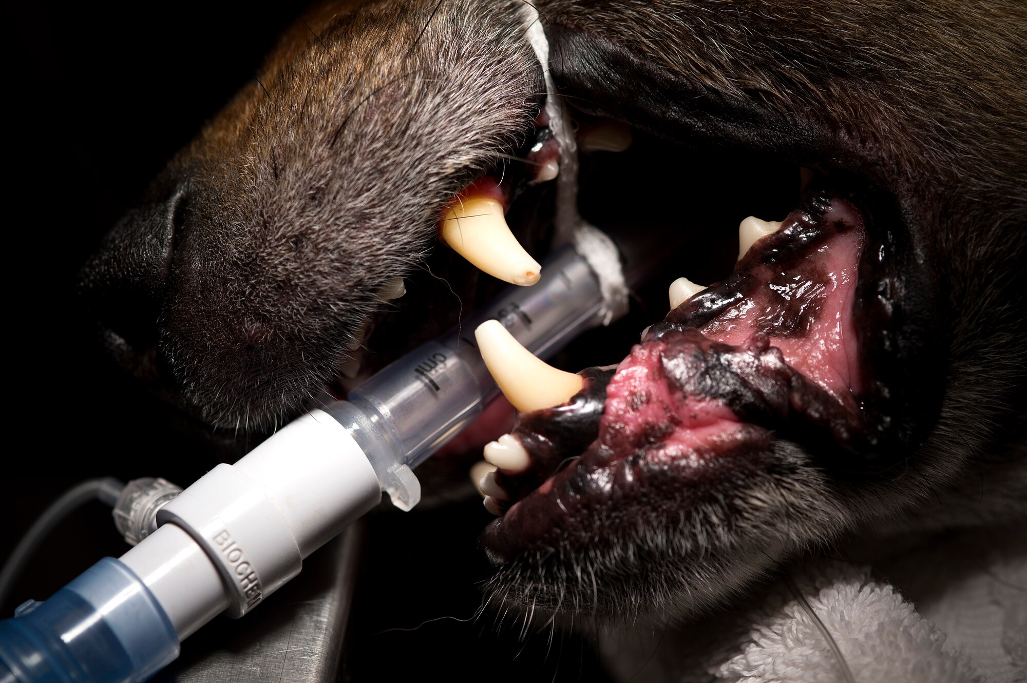 Spike, a U.S. Army Military Working Dog from Ft. Polk, La., receives oxygen through an endotracheal tube while sedated on Barksdale Air Force Base, La., March 25, 2015. Spike came to Barksdale with his handler to be checked for the possibility of a root canal. (U.S. Air Force photo/Senior Airman Joseph A. Pagán Jr.)