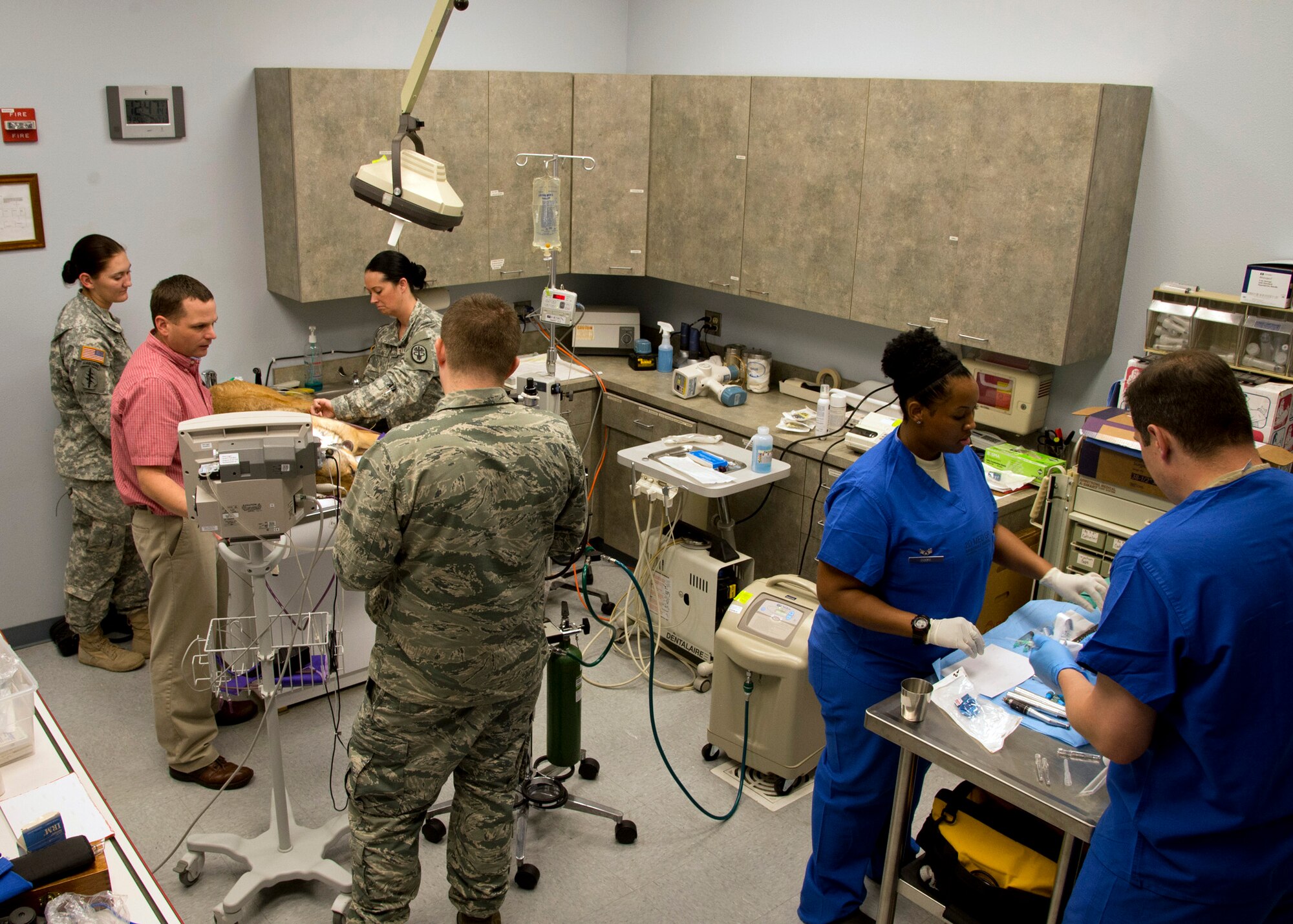 A team of dentists, veterinarians and technicians prepare to administer anesthesia for Spike, U.S. Army military working dog from Ft. Polk, La., on Barksdale Air Force Base, La., March 25, 2015. Spike was sedated so he could be evaluated for a root canal. (U.S. Air Force photo/Senior Airman Joseph A. Pagán Jr.)
