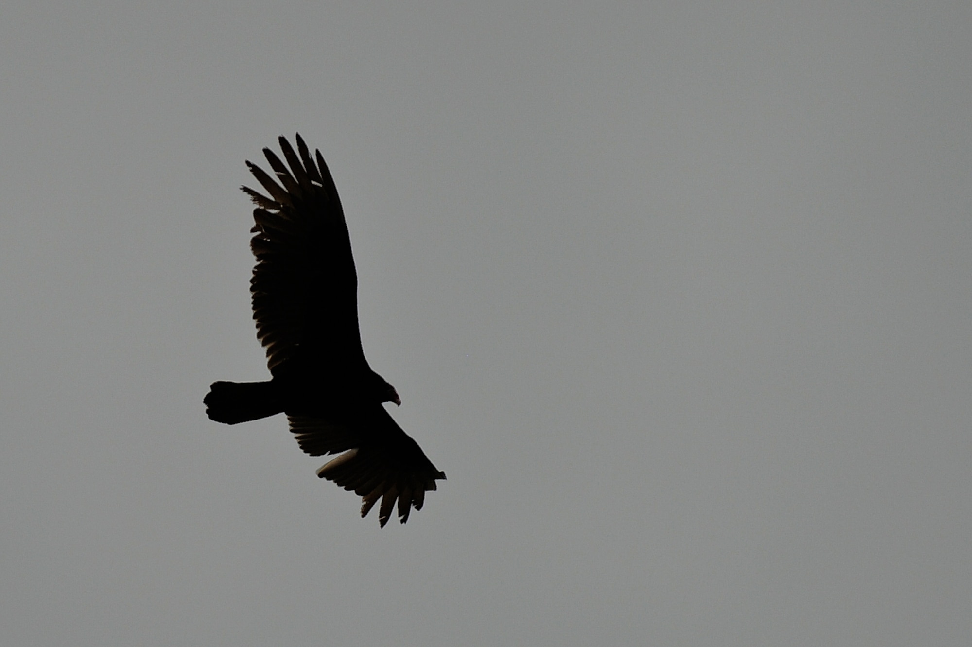 A turkey vulture flies over the flightline, March 30, 2015, at Seymour Johnson Air Force Base, North Carolina. The base’s Bird Aircraft Strike Hazard program’s focus is to reduce the risk of bird strikes by keeping them out of the area. This species of bird is a major concern for BASH members as it is responsible for the majority of damaging bird strikes at Seymour Johnson AFB.  (U.S. Air Force photo/Airman 1st Class Aaron J. Jenne)