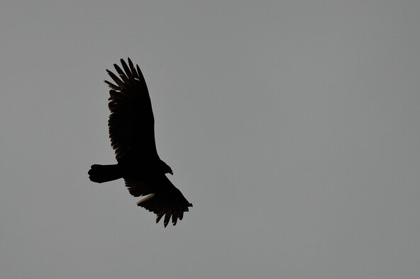 A turkey vulture flies over the flightline, March 30, 2015, at Seymour Johnson Air Force Base, North Carolina. The base’s Bird Aircraft Strike Hazard program’s focus is to reduce the risk of bird strikes by keeping them out of the area. This species of bird is a major concern for BASH members as it is responsible for the majority of damaging bird strikes at Seymour Johnson AFB.  (U.S. Air Force photo/Airman 1st Class Aaron J. Jenne)