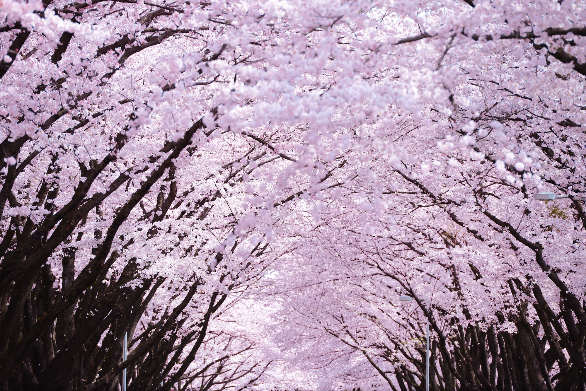 Cherry blossoms are in full bloom along McGuire Avenue at Yokota Air Base,
Japan, April 3, 2015, at Yokota Air Base, Japan. According to the Japan
Meteorological Agency, it had reached full bloom five days earlier than in
an average year. (U.S. Air Force photo by Airman 1st Class Delano Scott/Released)
