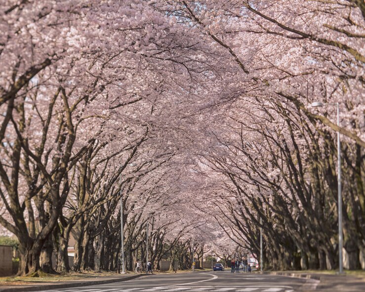 Cherry blossoms are in full bloom along McGuire Avenue at Yokota Air Base, Japan, April 3, 2015, at Yokota Air Base, Japan. According to the Japan Meteorological Agency, it had reached full bloom five days earlier than in an average year. (U.S. Air Force photo by Osakabe Yasuo/Released) 

