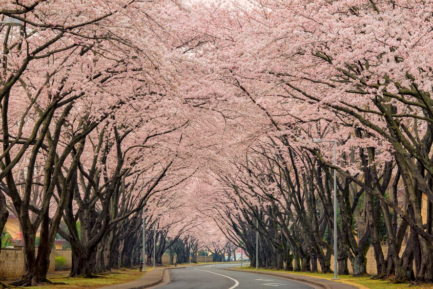 Cherry blossoms are in full bloom along McGuire Avenue at Yokota Air Base, Japan, April 1, 2015, at Yokota Air Base, Japan. According to the Japan Meteorological Agency, it had reached full bloom five days earlier than in an average year. (U.S. Air Force photo by Osakabe Yasuo/Released)