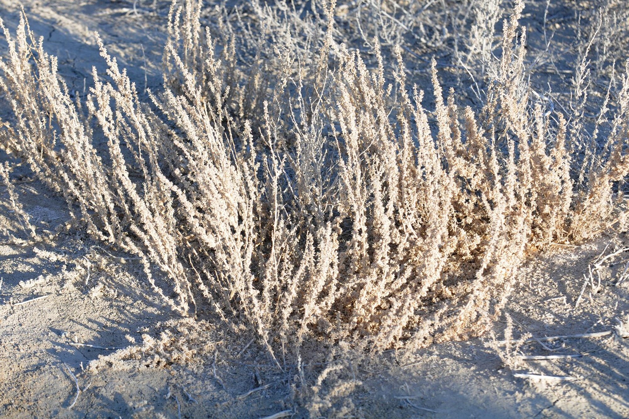 A close up of the invasive weed, Halogeton, taken March 18, 2015. The weed, if left unchecked, can obscure target sites on the bombing range and make locating UXOs difficult and dangerous for EOD teams working on the Utah Test and Training Range nearby here. The 910th Airlift Wing based at Youngstown Air Reserve Station, Ohio and home to the Department of Defense’s only large area, fixed wing aerial spray capability, conducted a two-week aerial spray mission over UTTR, March 9 – 20, 2015, to eliminate Halogeton from selected target areas.