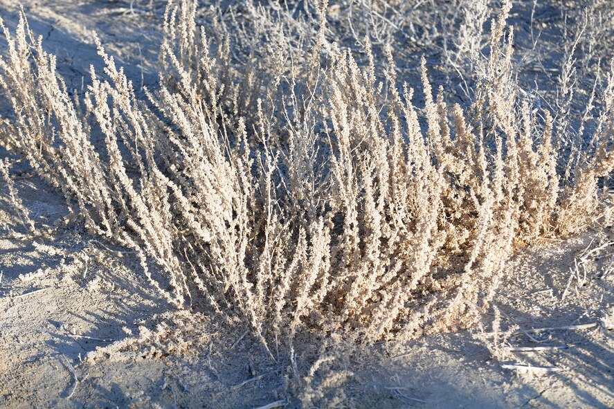 A close up of the invasive weed, Halogeton, taken March 18, 2015. The weed, if left unchecked, can obscure target sites on the bombing range and make locating UXOs difficult and dangerous for EOD teams working on the Utah Test and Training Range nearby here. The 910th Airlift Wing based at Youngstown Air Reserve Station, Ohio and home to the Department of Defense’s only large area, fixed wing aerial spray capability, conducted a two-week aerial spray mission over UTTR, March 9 – 20, 2015, to eliminate Halogeton from selected target areas.