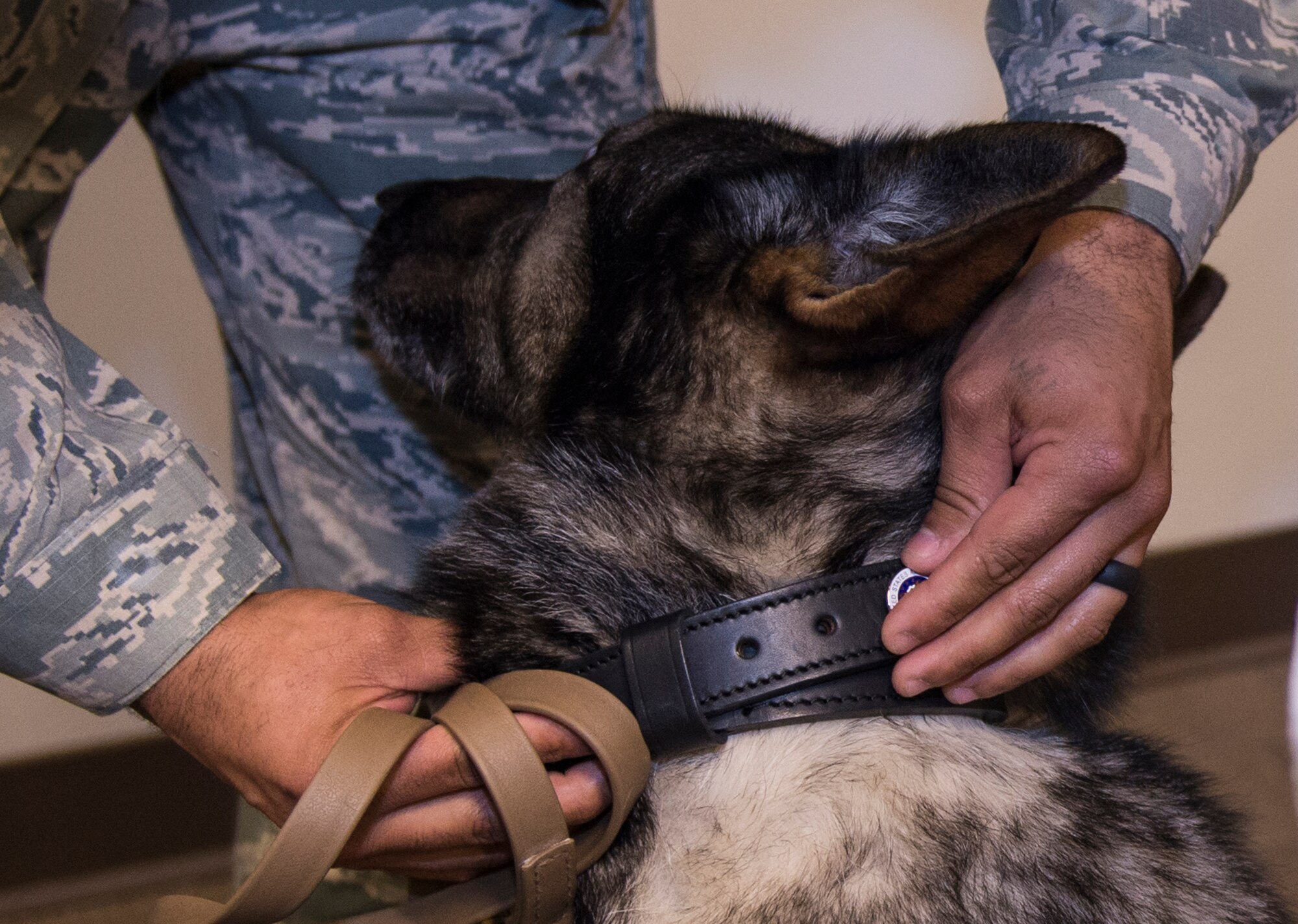 U.S. Air Force Staff Sgt. Anthony Cruz, 23d Security Forces Squadron military working dog handler, attaches a retirement pin on retired MWD Liza during her retirement ceremony April 2, 2015, at Moody Air Force Base, Ga. While at Moody, Liza responded to five bomb threats in Lowndes County and surrounding areas. (U.S. Air Force photo by Airman Greg Nash/Released)