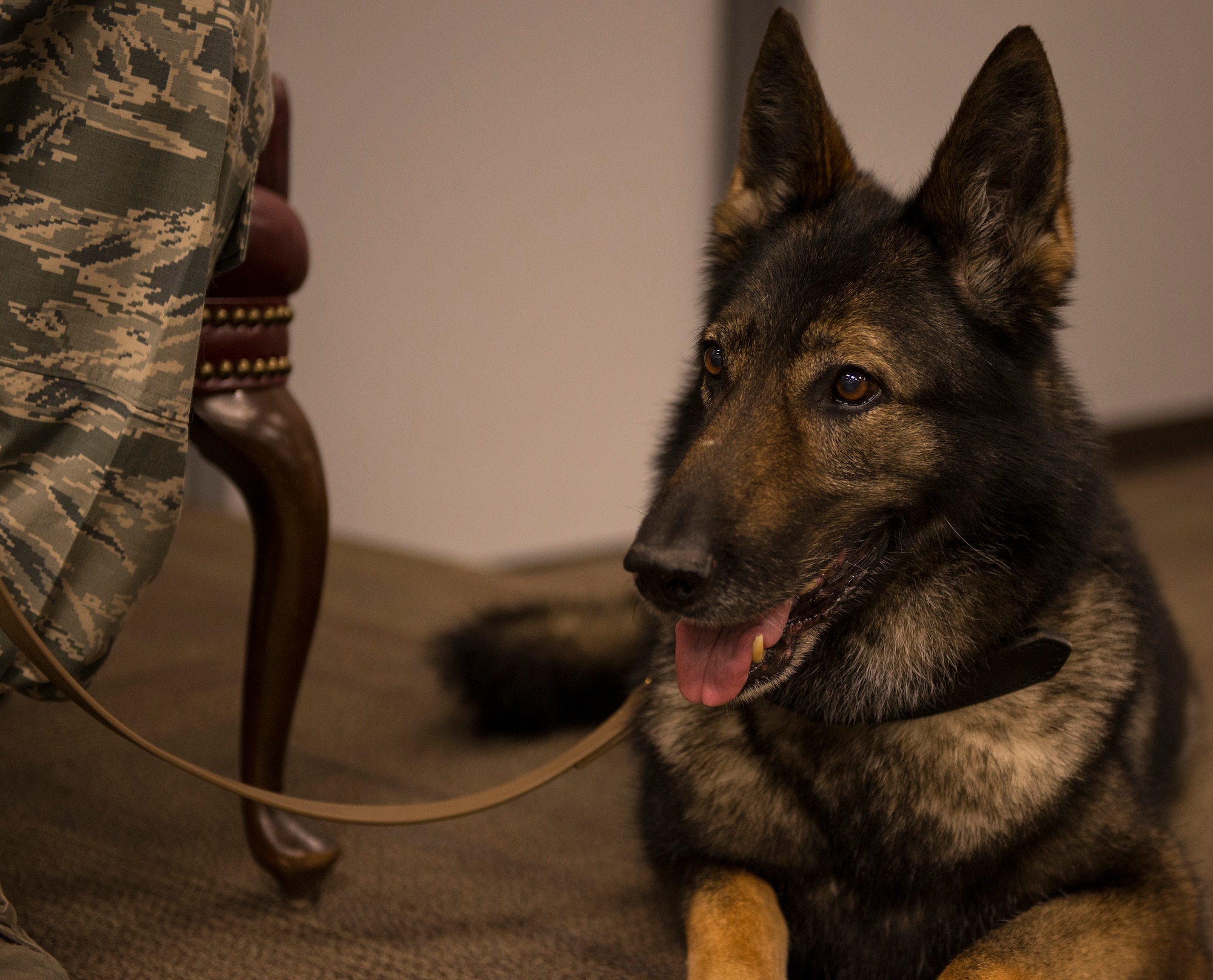 Retired Military Working Dog Liza, 23d Security Forces Squadron, lies down during her MWD retirement ceremony April 2, 2015, at Moody Air Force Base, Ga. Liza arrived to Moody in August 2006 and was certified as a patrol and explosive dog. (U.S. Air Force photo by Airman Greg Nash/Released)