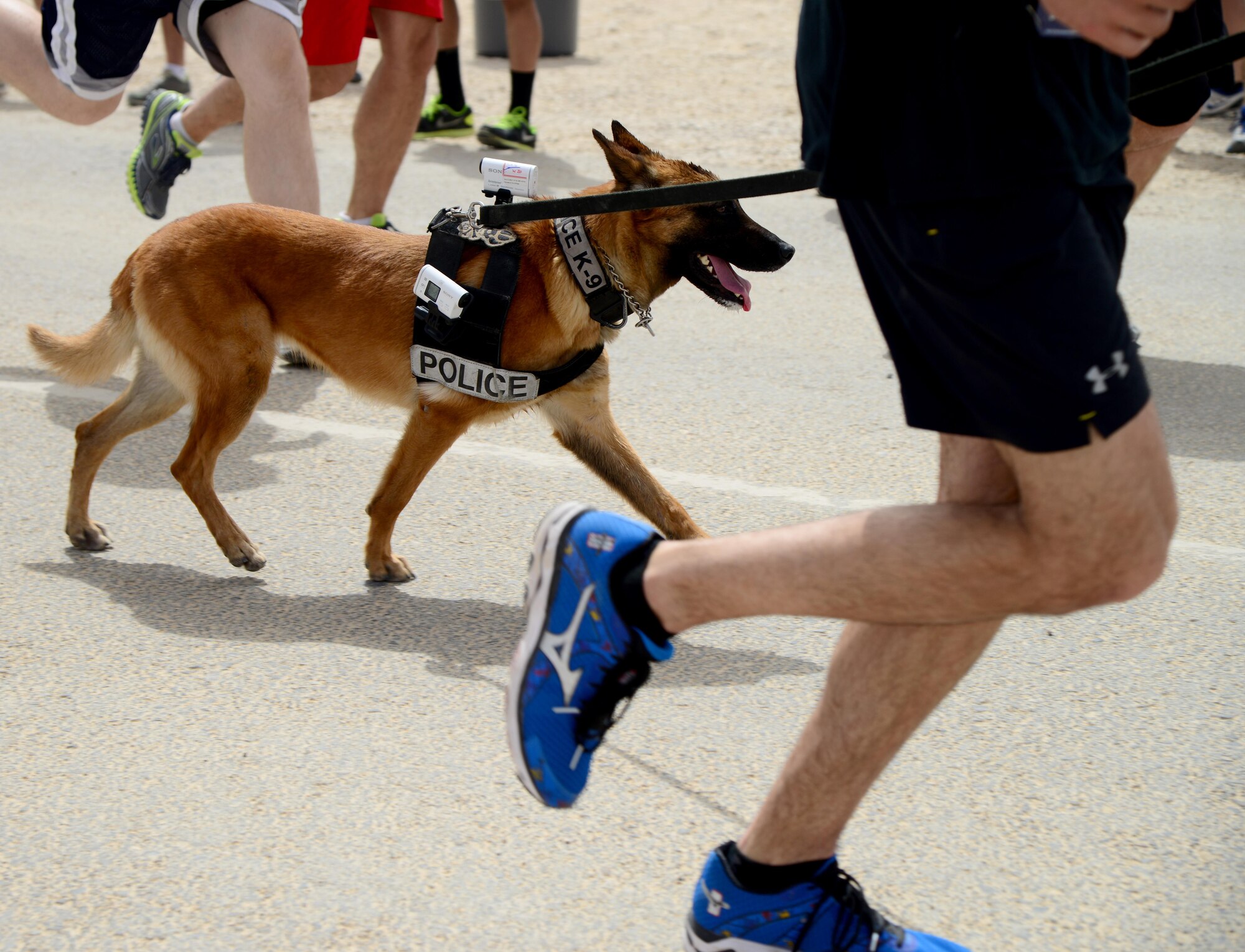 A K-9 from the 379th Expeditionary Security Forces runs alongside his handler during the 379th Air Expeditionary Wing’s Never Quit event 5k run, April 4, 2015, at Al Udeid Air Base, Qatar. The event was coordinated by the 379th Expeditionary Force Support Squadron with informational booths provided by the 379th Expeditionary Medical Group, 379th Expeditionary Civil Engineer Squadron, and 379th AEW chapel services team. The purpose of the event was to encourage healthy and positive life choices. (U.S. Air Force photo by Senior Airman Kia Atkins)