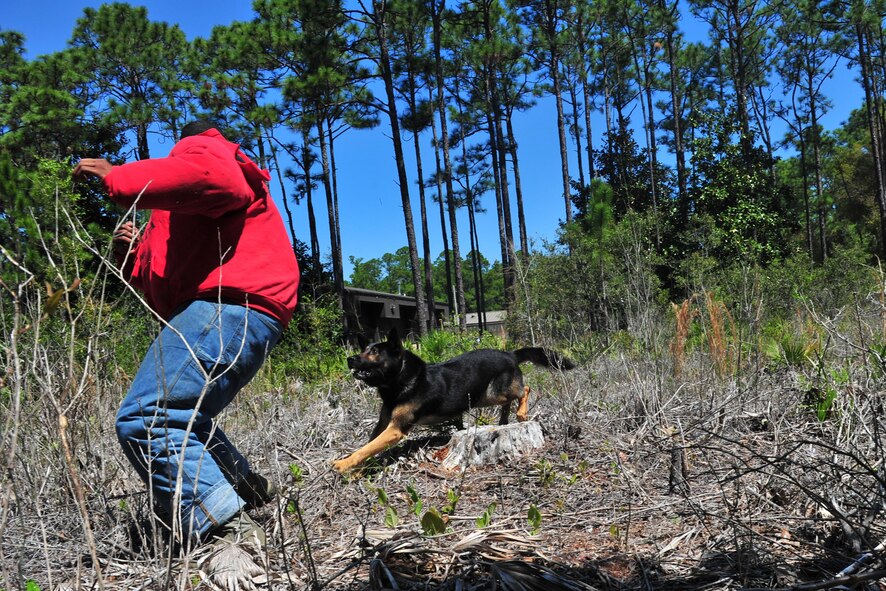 Staff Sgt. Terrell Beasley, 1st Special Operations Security Forces Squadron military working dog handler, attempts to run from MWD Szuli during training, April 8, 2015, at Hurlburt Field, Fla. MWDs are trained to conduct multiple missions, their training includes obedience skills, obstacle courses and other objectives depending on the dog’s specialized skill. (U.S. Air Force photo/Airman 1st Class Ryan Conroy)