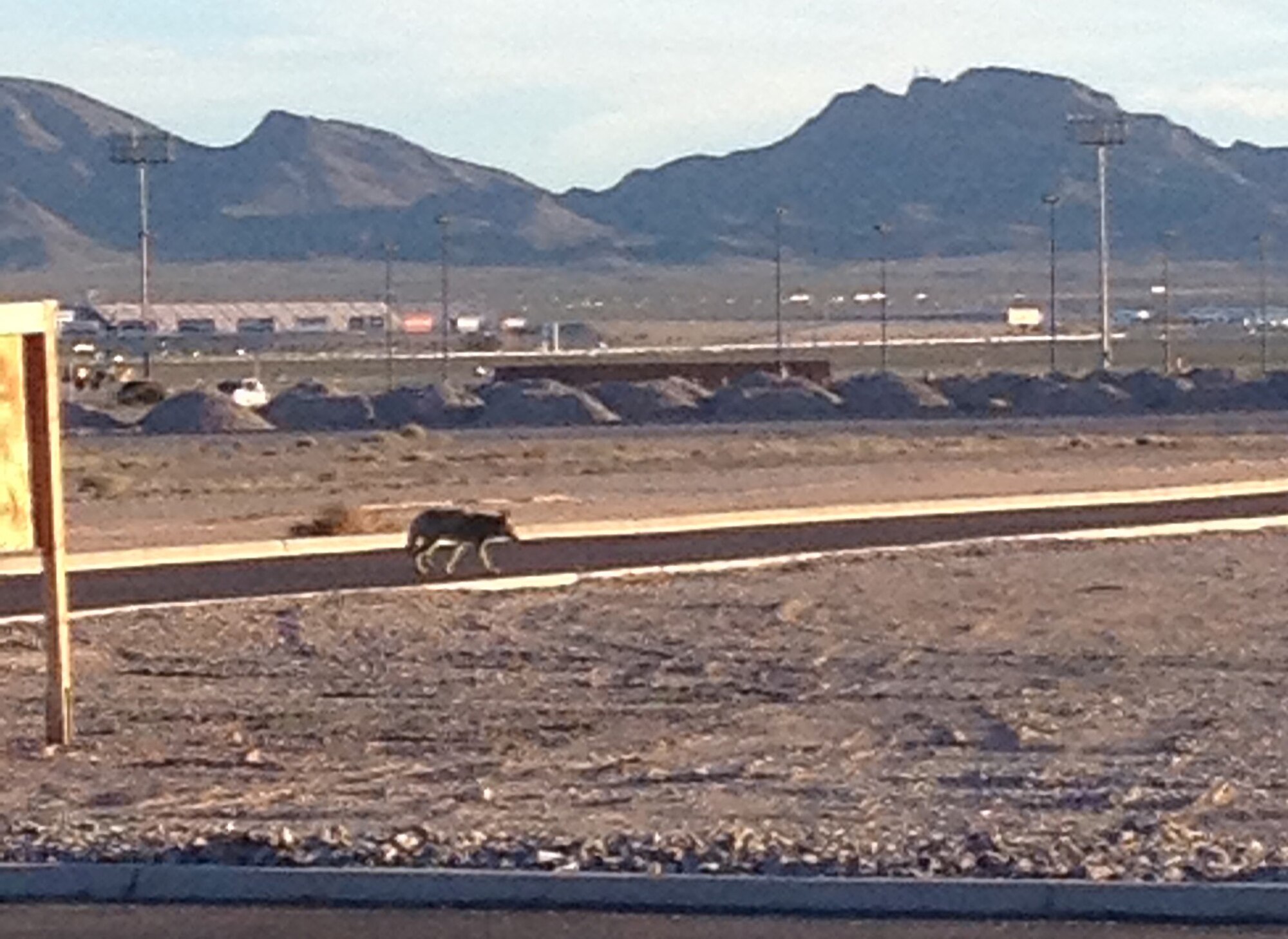A coyote walks across the road near the air traffic control tower on Nellis Air Force Base, Nev., March 26, 2015. With coyote sightings becoming more frequent on base, Airmen need to be aware of the risk they pose not only to people but aircraft as well. (Courtesy photo)