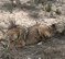 A coyote lays in the brush on Nellis Air Force Base, Nev., March 25, 2015. Airmen should keep food and water  unavailable and make loud noises if they see a coyote to scare them away. (Courtesy photo)