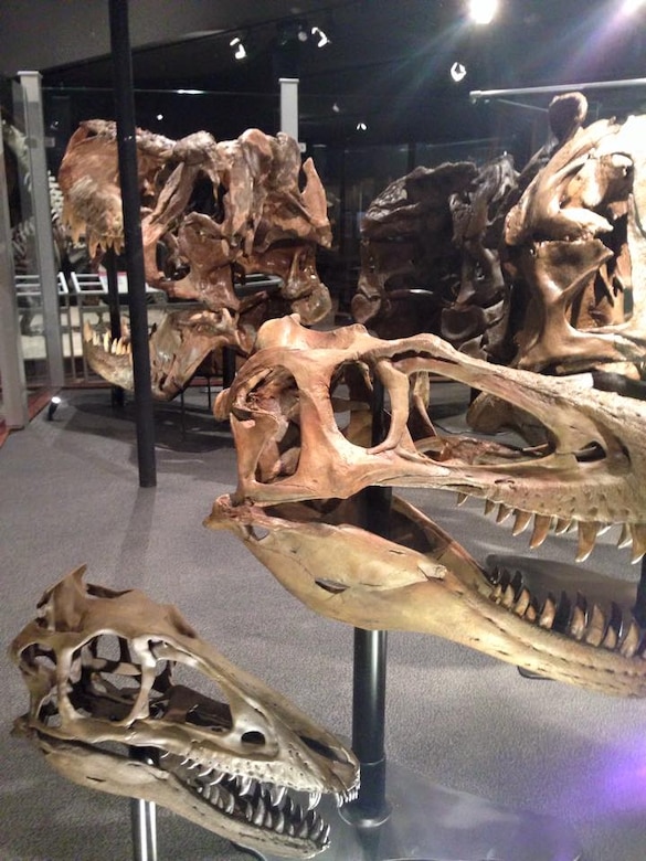 A replica of the world’s smallest known T.rex named “Chomper,” is displayed among five other skulls including world’s largest T.rex skull, known as the Custer T.rex. 