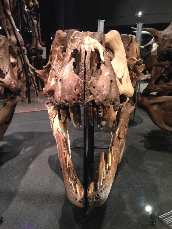 The skull of Montana's T. Rex is displayed among six T.rex specimens all found in Montana, showing the changes in skull shape as T.rex grew from a young juvenile to a fully grown adult. A cast of the skull is also displayed with the fossilized skeleton, which is mounted standing nearly 12 feet tall and 40 feet long.