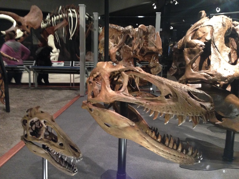 Behind glass, and beneath the tail of Montana’s T.rex are the skulls of six T.rex specimens all found in Montana, showing the changes in skull shape as T.rex grew from a young juvenile to a fully grown adult.  From the world’s smallest known T.rex named “Chomper,” to the world’s largest T.rex skull, known as the Custer T.rex, that's more T.rex specimens than any other museum in the world!  