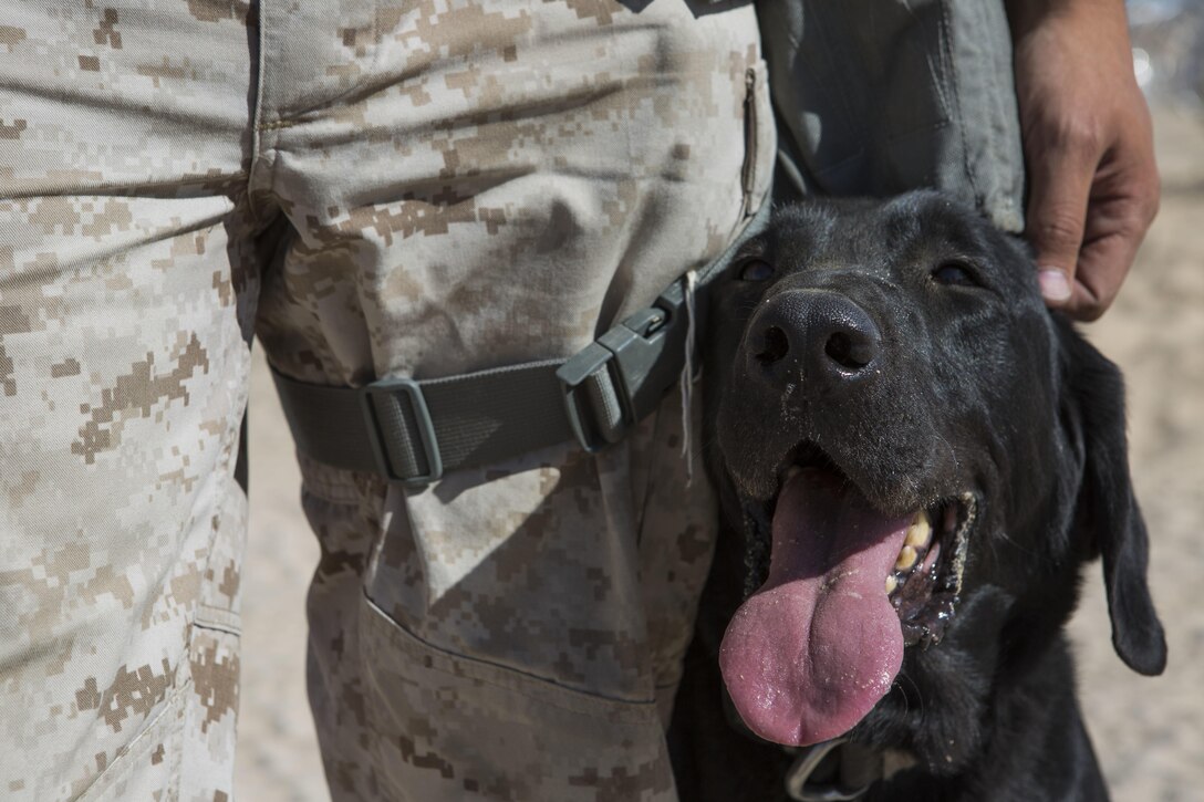 Quick, a military working dog with 1st Law Enforcement Battalion, I Marine Expeditionary Force, rests next to his owner, Cpl. Gerard V. Scparta, a military policeman and dog handler with 1st Law Enforcement Battalion, after successfully completing a vehicle search during Exercise Desert Scimitar 2015 aboard Marine Corps Air Ground Combat Center Twentynine Palms, Calif., April 9, 2015. Desert Scimitar enables 1st Marine Division to test and refine its command and control capabilities while providing the opportunity for supporting units to hone essential warfighting skills.