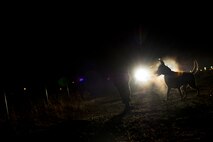 Staff Sgt. Stephen Nores, 5th Security Forces Squadron military working dog handler and MWD Ppadric, patrol the perimeter on Minot Air Force Base, N.D., April 8, 2015. A regular work day for the two consists of patrols, random searches on vehicles entering and exiting the base, and searches in and around buildings and vehicles. (U.S. Air Force photo/Senior Airman Brittany Y. Bateman)