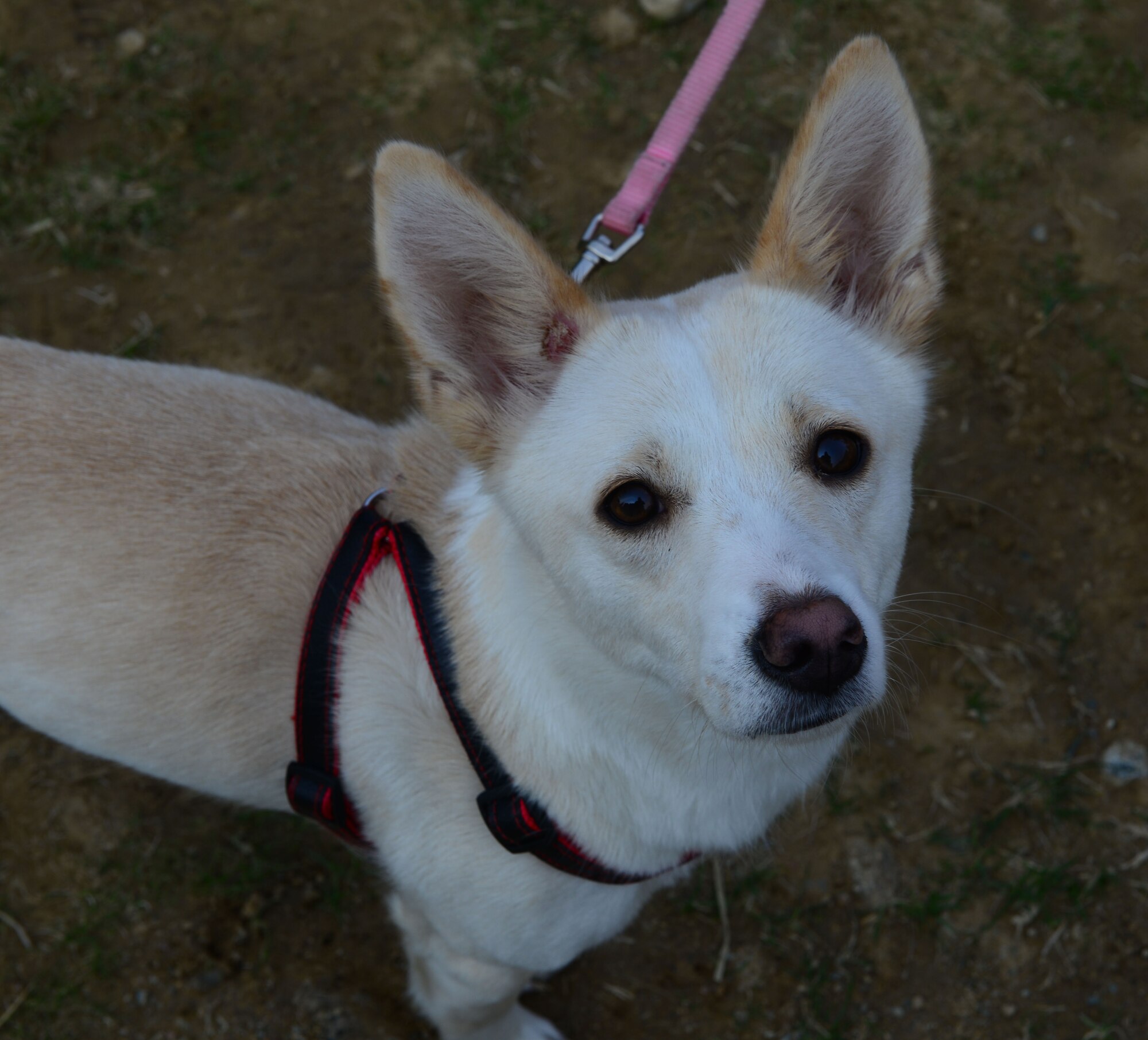 A puppy from Homeward Bound, the Team Osan animal shelter, poses for a photo to begin the 51 days of resiliency April 10, 2015, at Osan Air Base, Republic of Korea. The base kicked off 51 days of resiliency with a fun-run that all Team Osan members were invited too, both two and four-legged members. (U.S. Air Force photo by Staff Sgt. Benjamin Sutton/Released)
