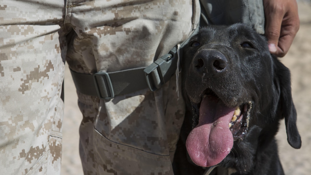 Quick, a military working dog with 1st Law Enforcement Battalion, I Marine Expeditionary Force, rests next to his owner, Cpl. Gerard V. Scparta, a military policeman and dog handler with 1st Law Enforcement Battalion, after successfully completing a vehicle search during Exercise Desert Scimitar 2015 aboard Marine Corps Air Ground Combat Center Twentynine Palms, California, April 9, 2015. Desert Scimitar enables 1st Marine Division to test and refine its command and control capabilities while providing the opportunity for supporting units to hone essential warfighting skills.