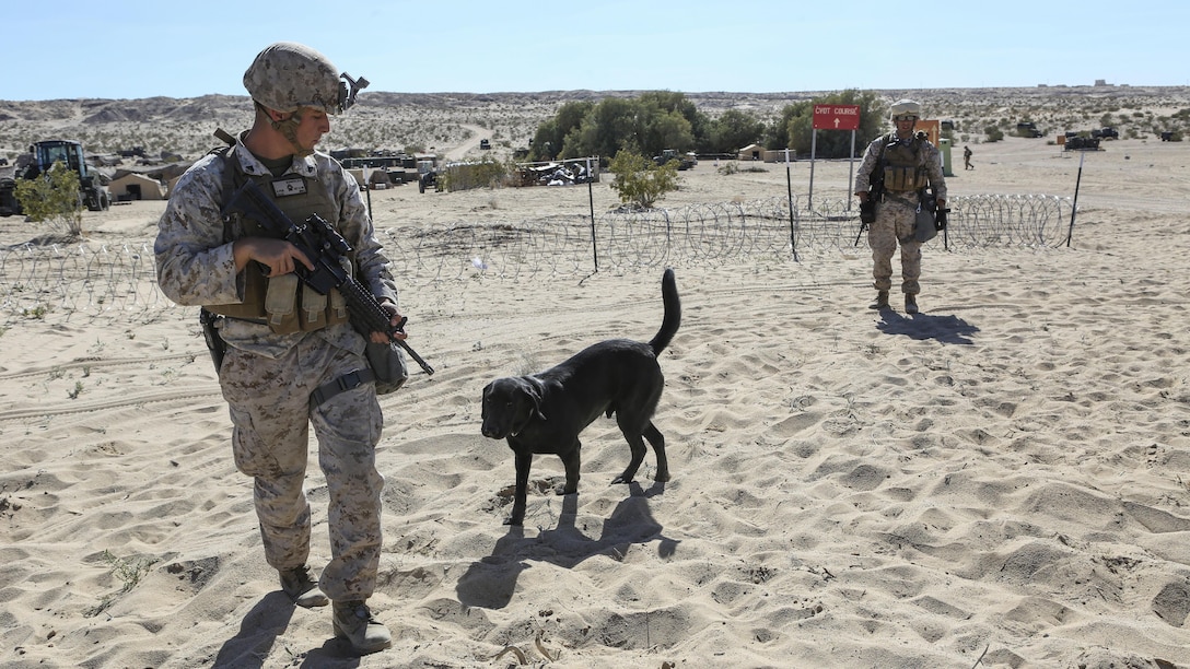 Corporal Gerard V. Scparta, a military policeman and dog handler with 1st Law Enforcement Battalion, I Marine Expeditionary Force, and his working dog, Quick, prepare to conduct a vehicle search during Exercise Desert Scimitar 2015 aboard Marine Corps Air Ground Combat Center Twentynine Palms, California, April 9, 2015. Desert Scimitar enables 1st Marine Division to test and refine its command and control capabilities while providing the opportunity for supporting units to hone essential warfighting skills.