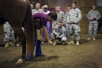 Sheryl King, director of equine studies at Southern Illinois University Carbondale, demonstrates the correct way to clean a horse's hoof to members of the Illinois National Guard's Agriculture Development Team. The team of agricultural specialists will deploy to Afghanistan in 2011 as part of a program to bring more modern agricultural practices to Afghanistan.