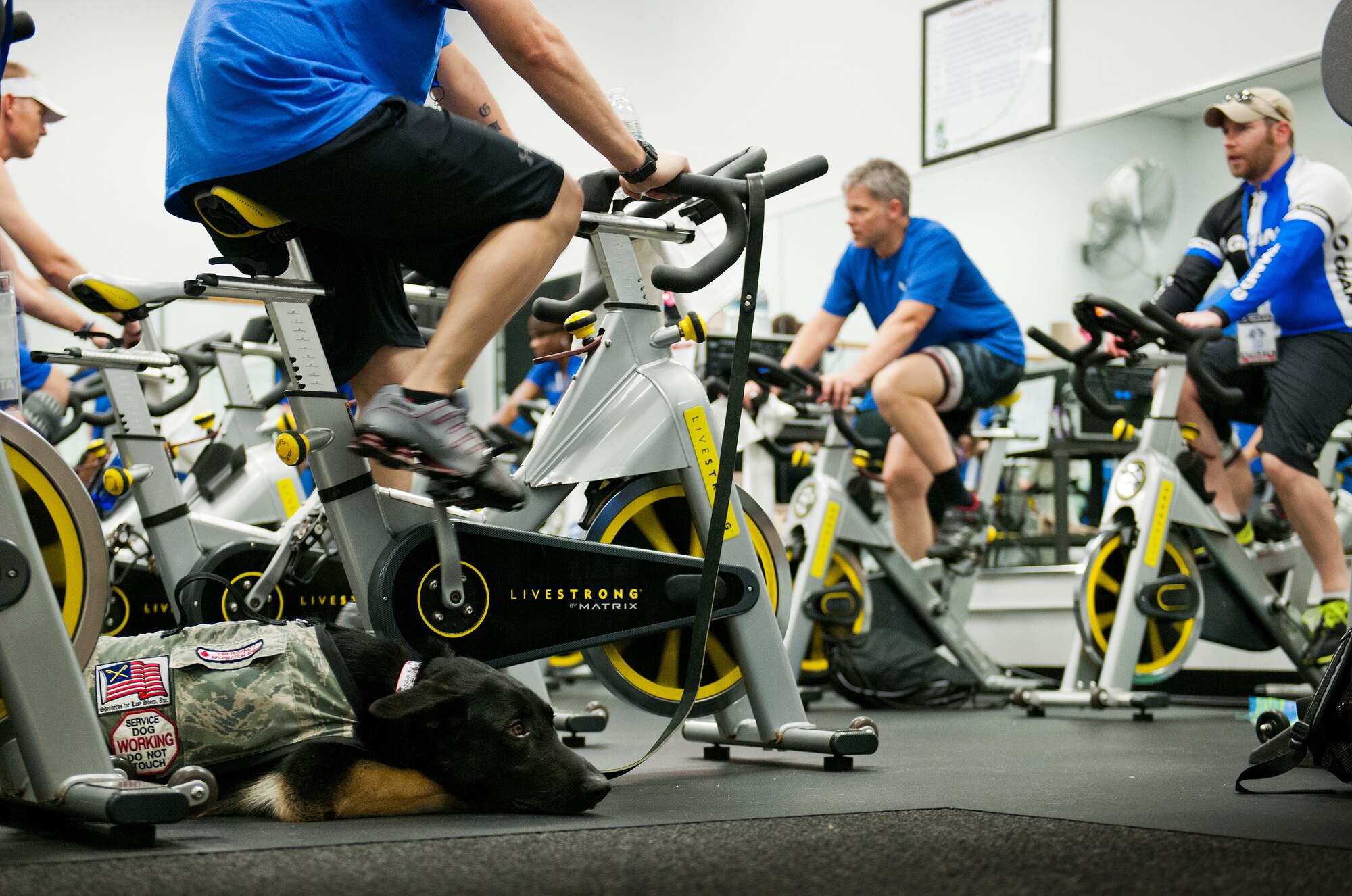 A service dog takes a break as his Air Force Wounded Warrior athlete peddles through a spin class during the first day of an introductory adaptive sports and rehabilitation camp at Eglin Air Force Base, Fla., April 13. The DOD’s military adaptive sports program enhances warrior recovery by engaging wounded, ill and injured service members in ongoing, daily adaptive activities, based on their interest and ability.  (U.S. Air Force photo/Samuel King Jr.)