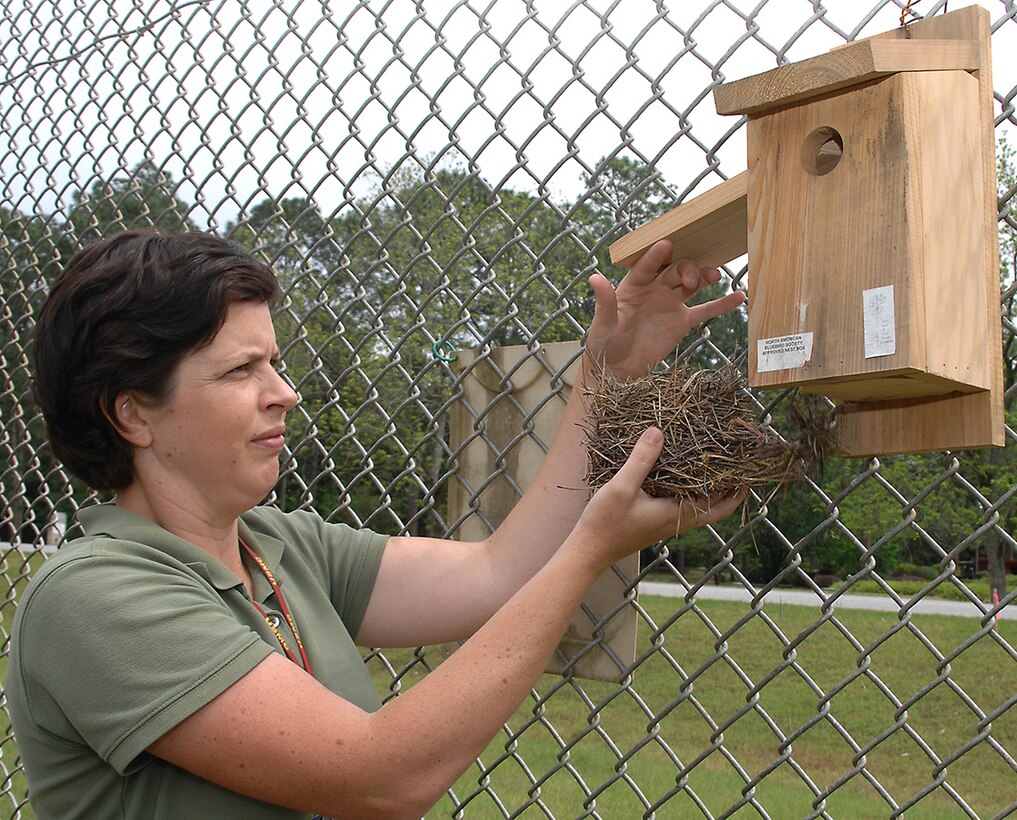 Marine Corps Logistics Base Albany’s Natural Resource Manager Julie Robbins examines a bluebird nest from a bluebird box during a bird box survey, April 13.