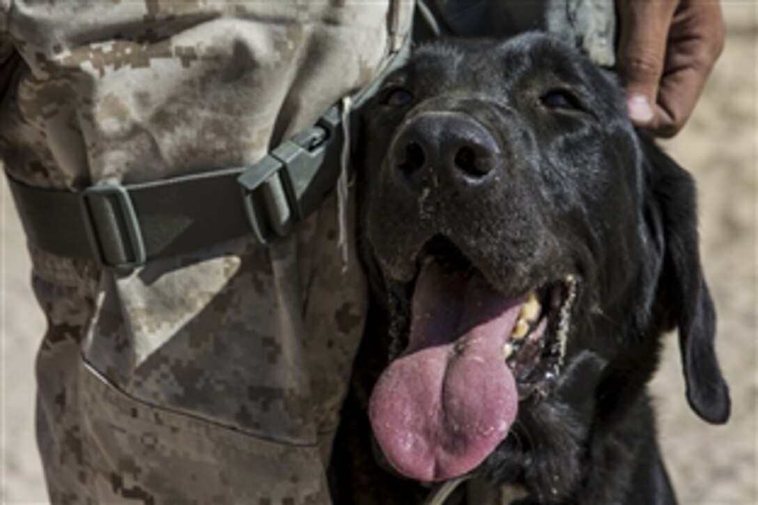 Quick, a military working dog, rests next to his owner, Marine Corps Cpl. Gerard V. Scparta, after successfully completing a vehicle search during Exercise Desert Scimitar 2015 on Marine Corps Air Ground Combat Center Twentynine Palms, Calif, April 9, 2015. Scparta, a military policeman and dog handler, and Quick are assigned to 1st Law Enforcement Battalion, 1st Marine Expeditionary Force.