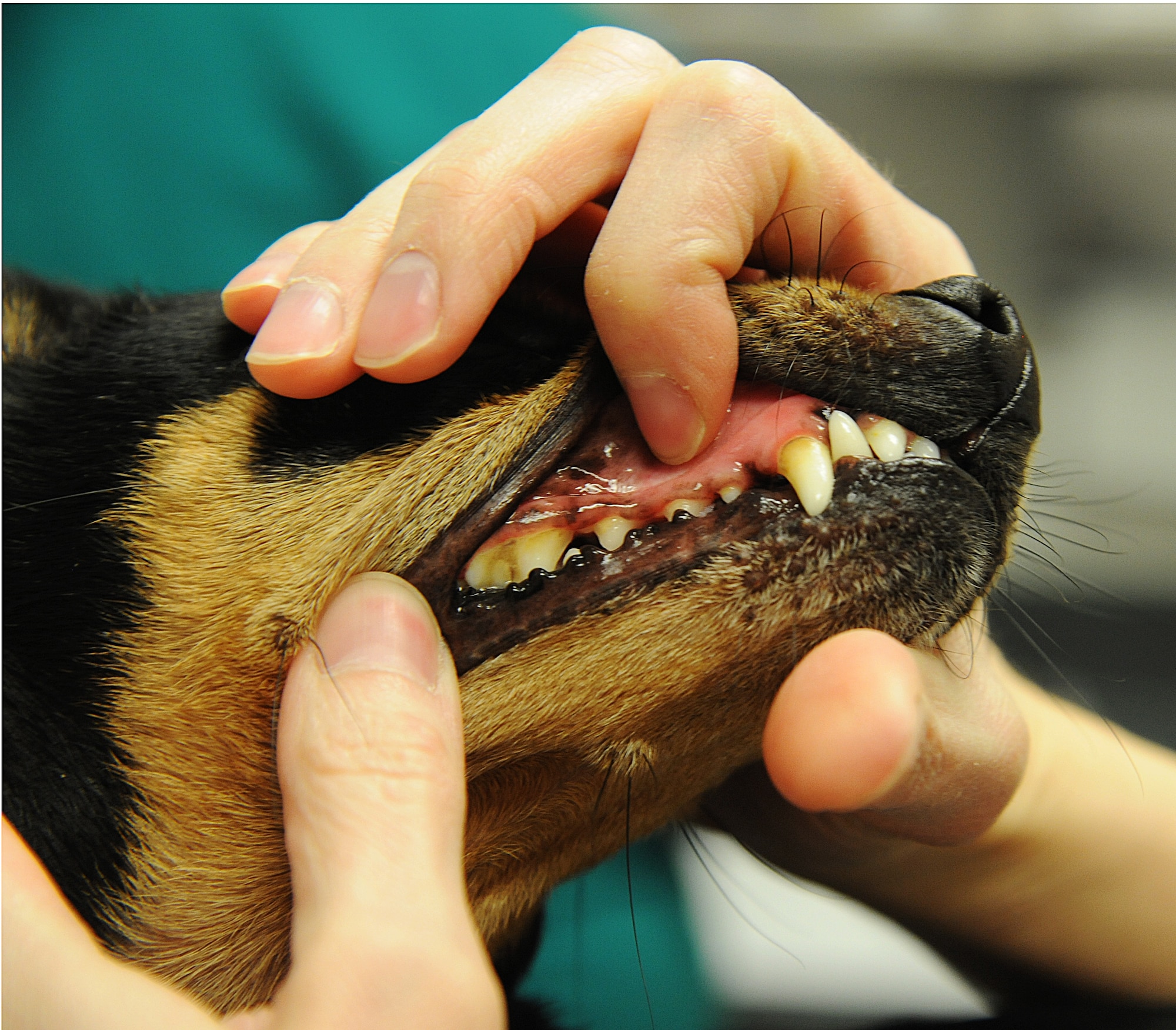 Joanna Kuecker, Vet Clinic veterinarian, checks a patient’s teeth at Whiteman Air Force Base, Mo., April 1, 2015. This procedure is also done to ensure the patient’s mucus membrane color is normal red, verifying the dog is healthy. (U.S. Air Force photo by Senior Airman Keenan Berry/Released)
