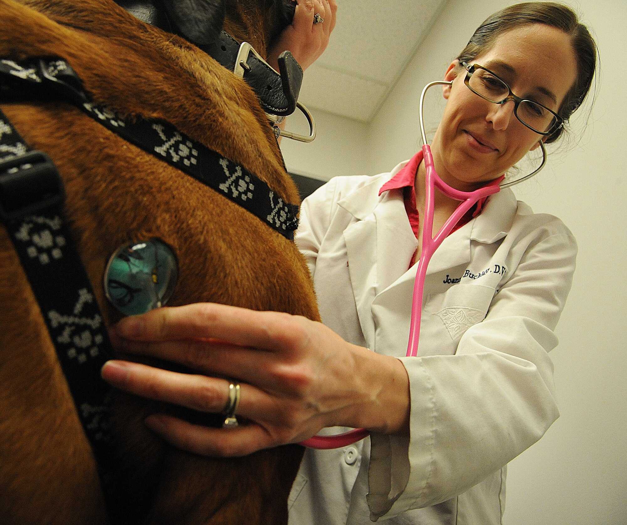 Joanna Kuecker, Vet Clinic veterinarian, checks heart rate at Whiteman Air Force Base, Mo., April 1, 2015. This procedure is done to check for irregular heartbeats or any abnormal heart conditions. (U.S. Air Force photo by Senior Airman Keenan Berry/Released)