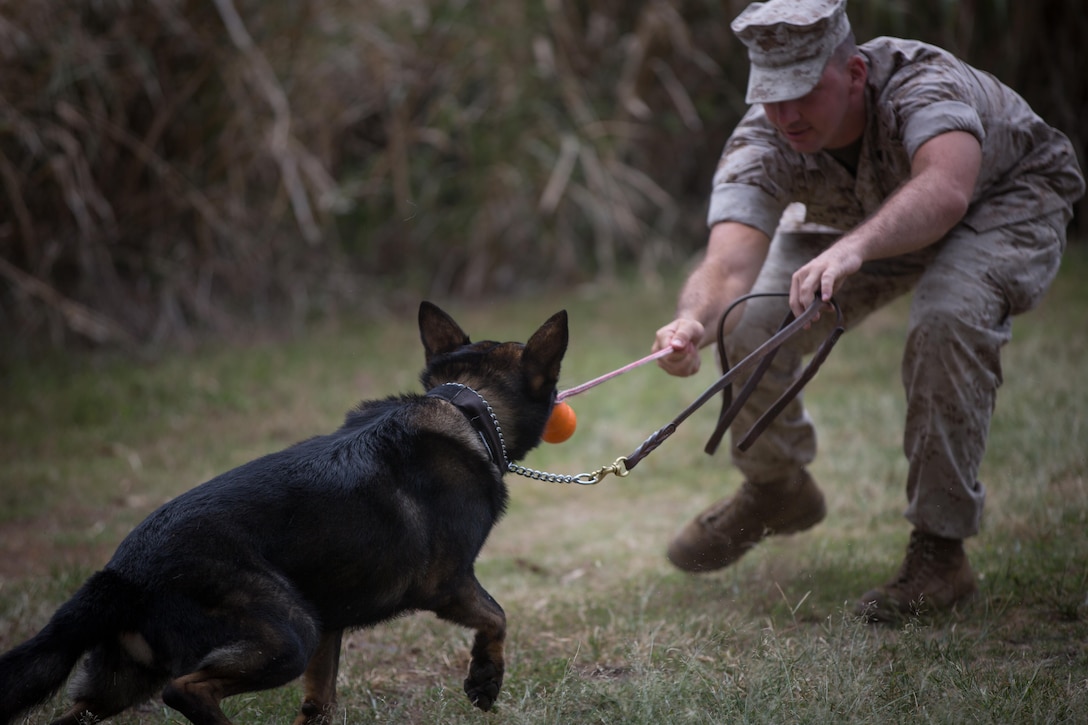 Cpl. Michael Foster and his military working dog, Nero, play before conducting detection training aboard Marine Corps Base Hawaii, April 14, 2015. (U.S. Marine Corps photo by Cpl. Brittney Vella/Released)