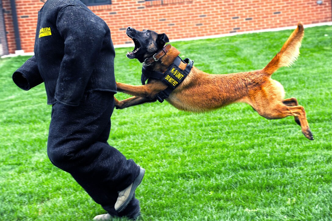 A military working dog leaps to bite an ROTC member wearing a bite suit during a K-9 demonstration on Scott Air Force Base, Ill., April 17, 2015. 